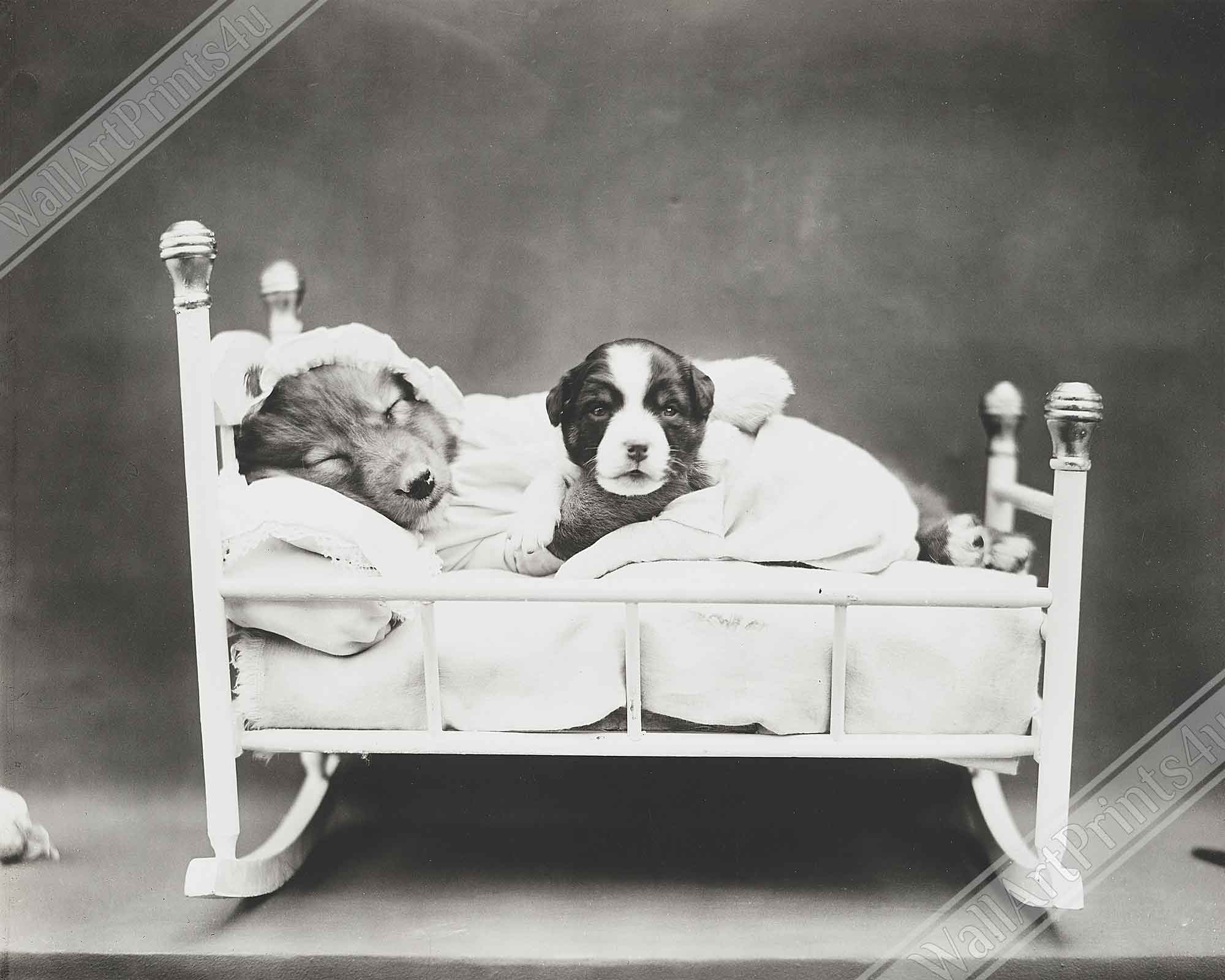 Vintage Cats & Dogs - WallArtPrints4U