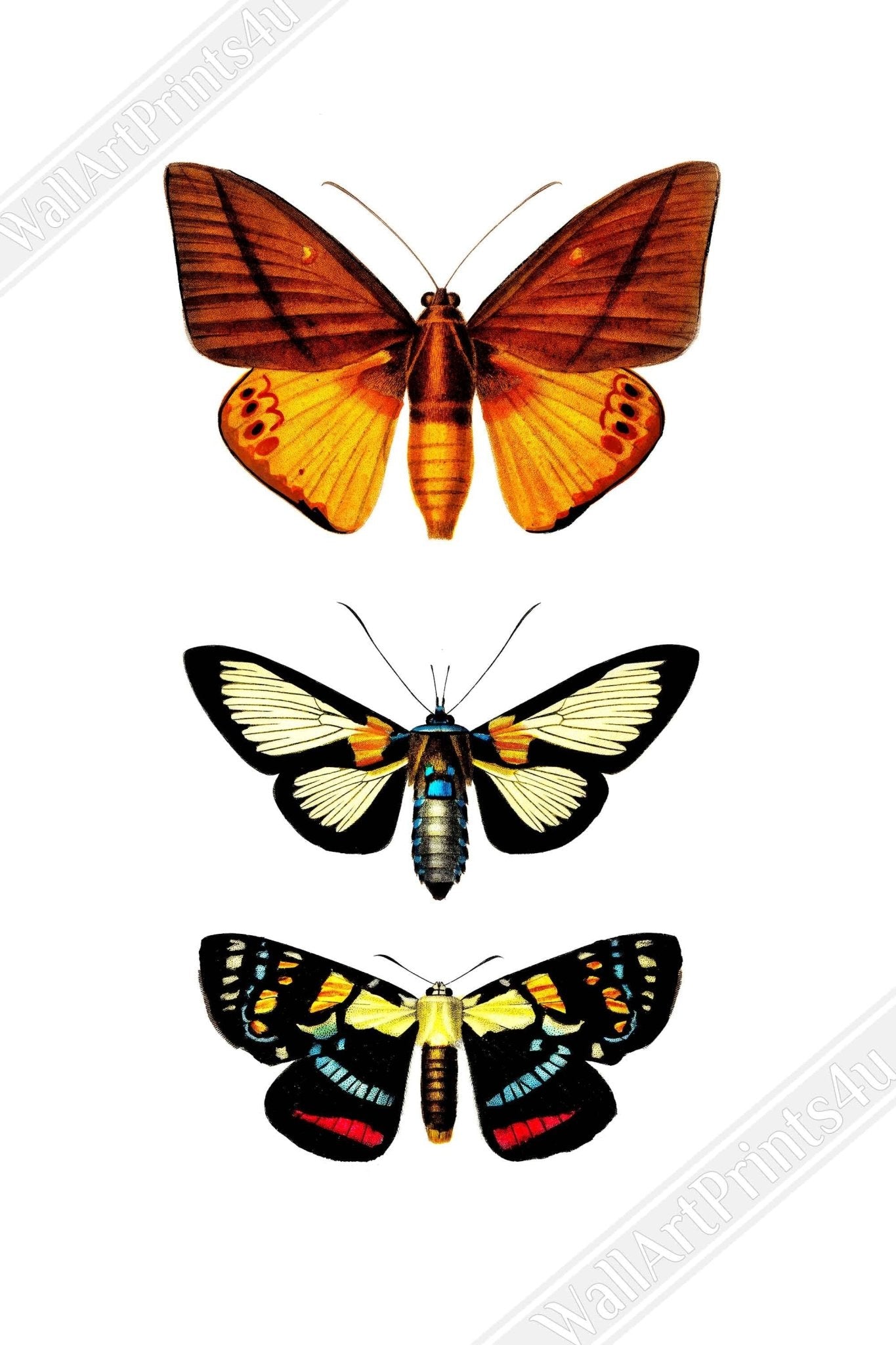 Butterfly Framed, Set Of 3 Butterfly Species, Charles Dessalines, Vintage Wall Art Butterflies Framed Print - WallArtPrints4U