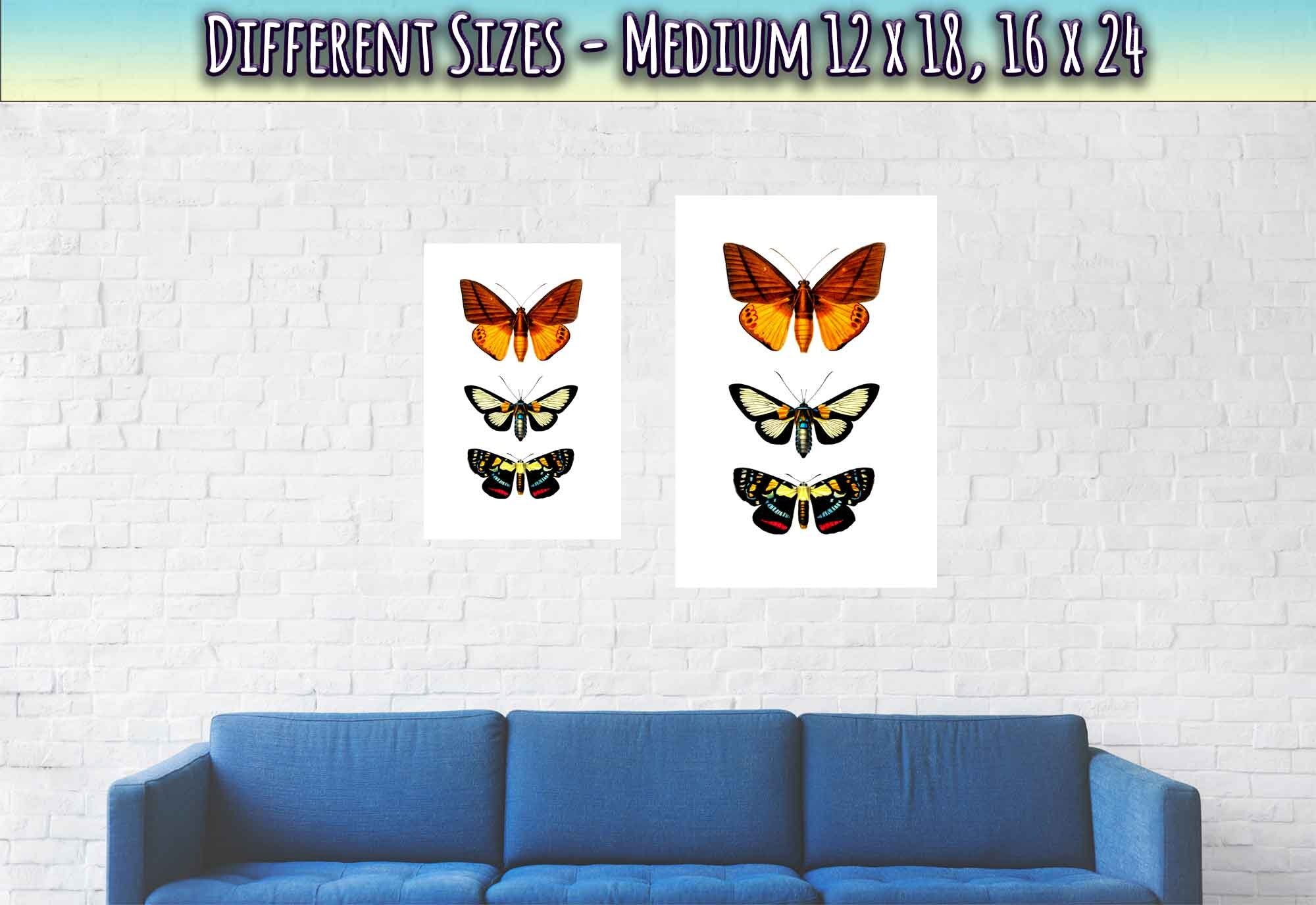 Butterfly Poster, Set Of 3 Butterfly Species, Charles Dessalines, Vintage Wall Art Butterflies Print - WallArtPrints4U