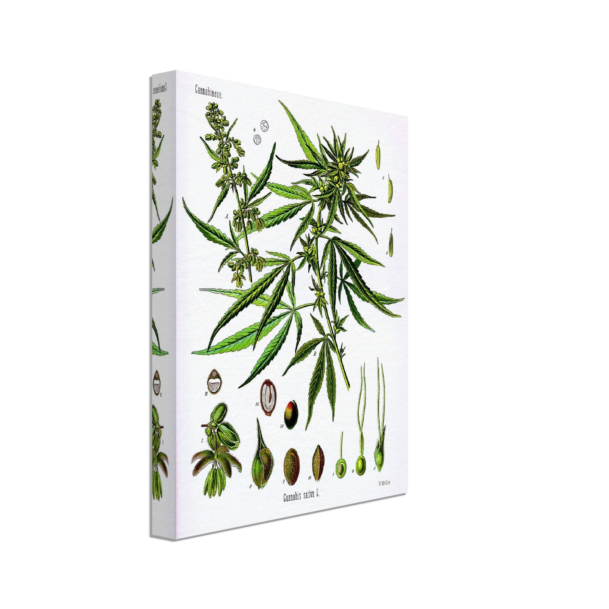 Cannabis Sativa Botanical Canvas, Marijuana Cannabis Sativa Botanical Canvas Print - WallArtPrints4U
