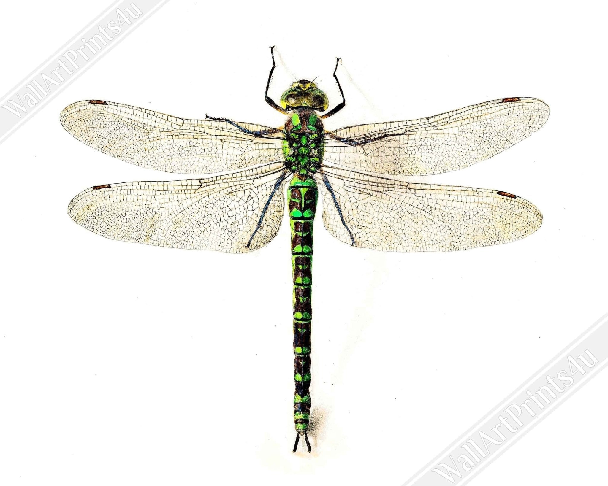 Dragonfly Framed, Giant Dragonfly Framed Print, Vintage Dragonfly Painting 16th Century - WallArtPrints4U