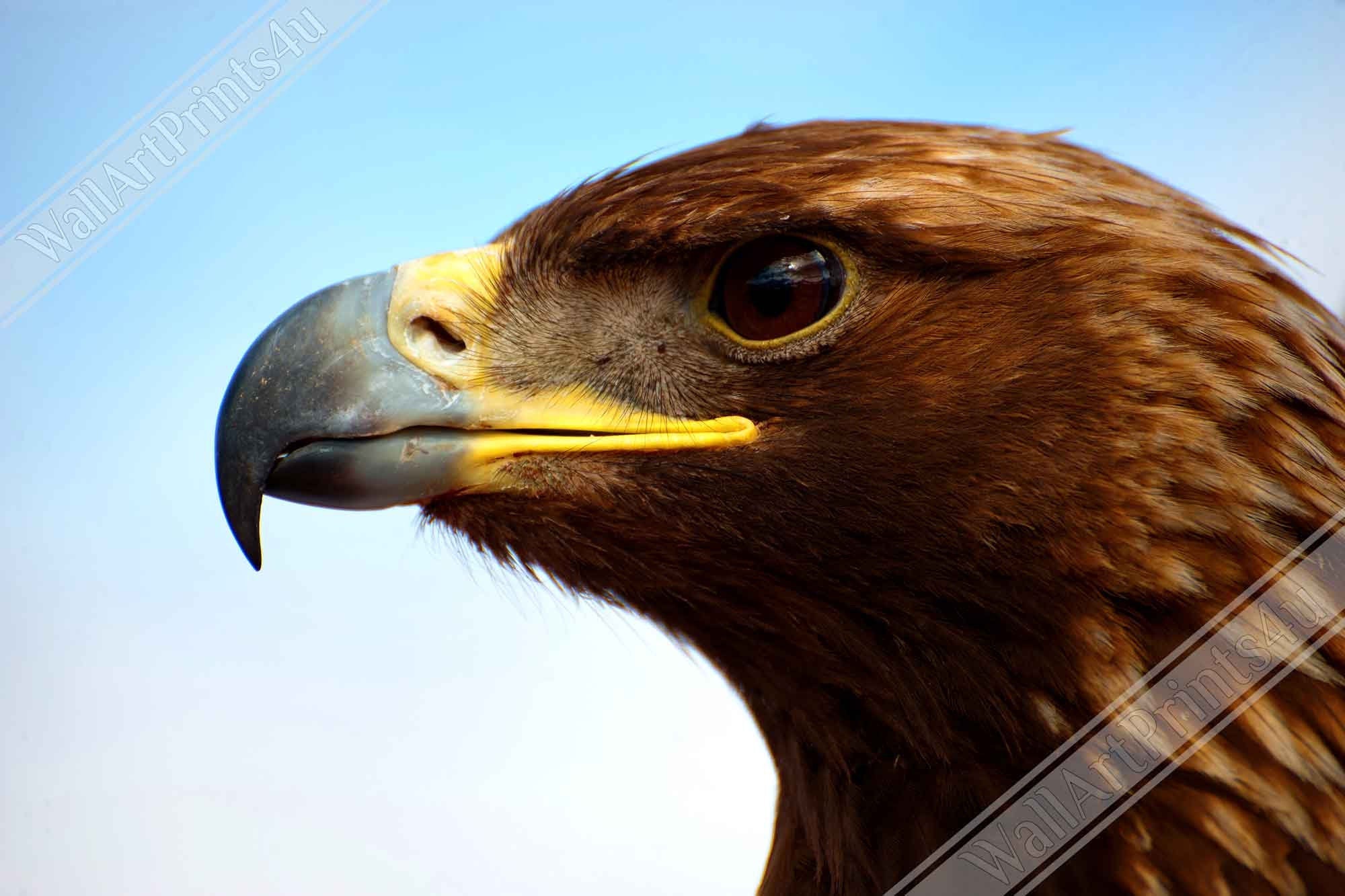 Eagle Poster, Golden Eagle Print Bird Of Prey Poster - WallArtPrints4U