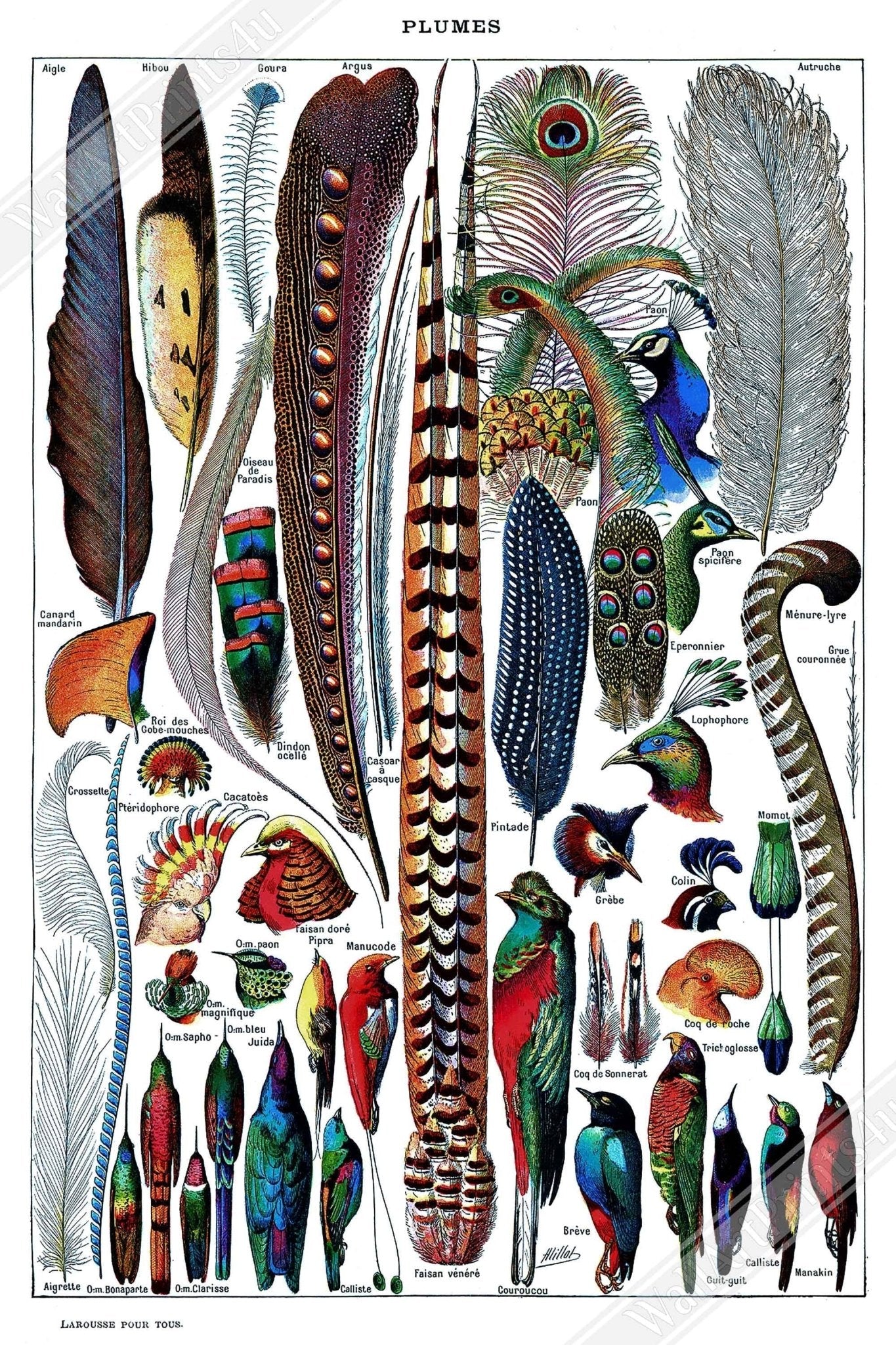 Feathers Framed - Vintage Plumes Adolphe Millot - Vintage Feathers/Plumes Framed Print - WallArtPrints4U