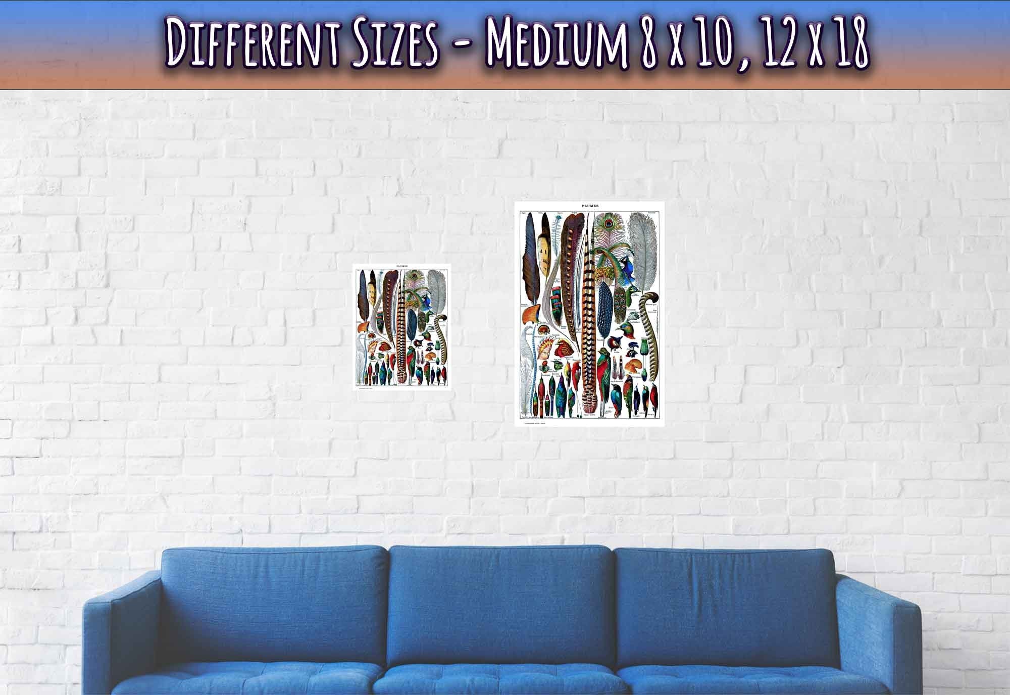 Feathers Poster - Vintage Plumes Adolphe Millot - Vintage Feathers/Plumes Print - WallArtPrints4U