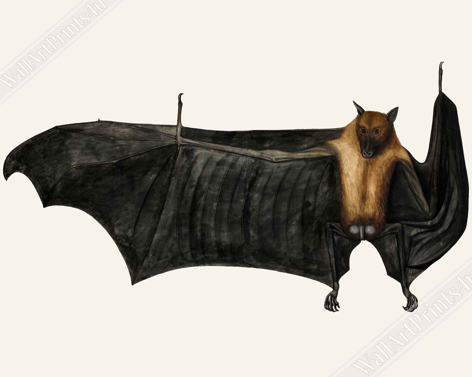 Fruit Bat Framed, Vintage Indian Fruit Bat Art - Vintage Fruit Bat Framed Print - WallArtPrints4U