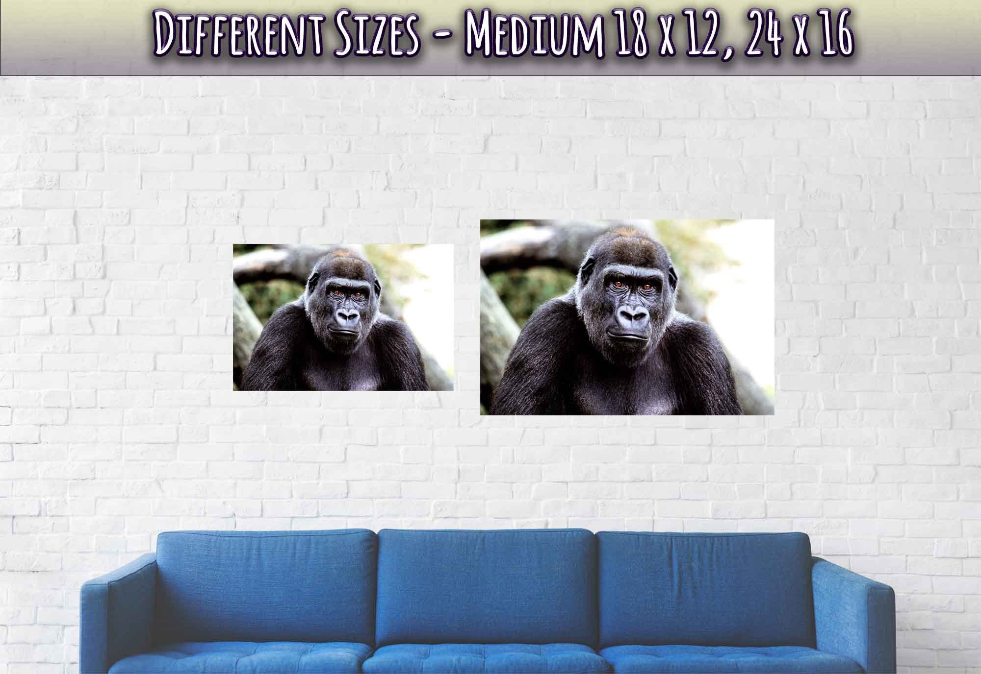 Gorilla Poster, Handsome Gorilla Smithsonian National Zoo 2002 - WallArtPrints4U