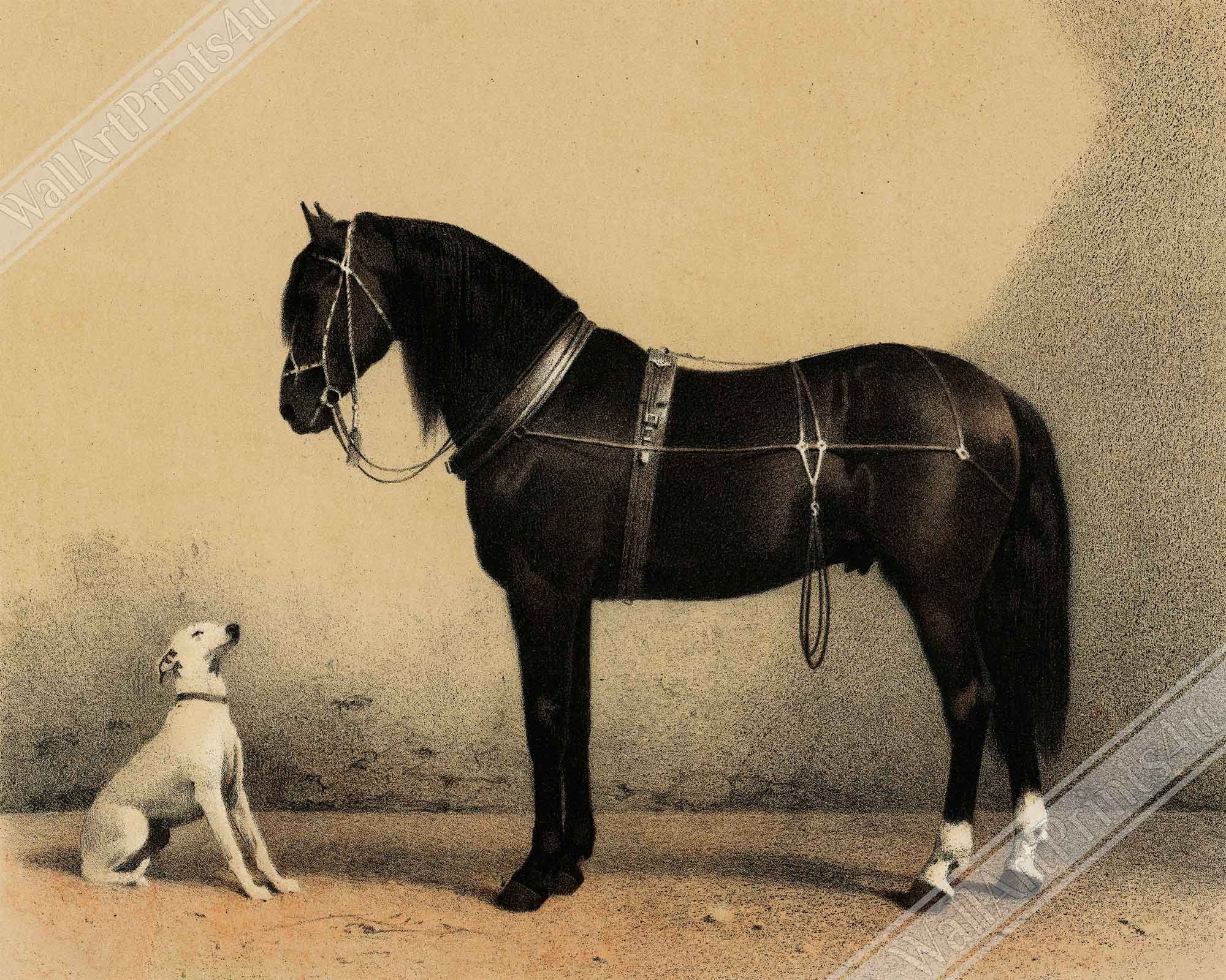 Horse And Dog Poster, Black Orloff Horse Looking At A White Dog, They Are Friends - WallArtPrints4U