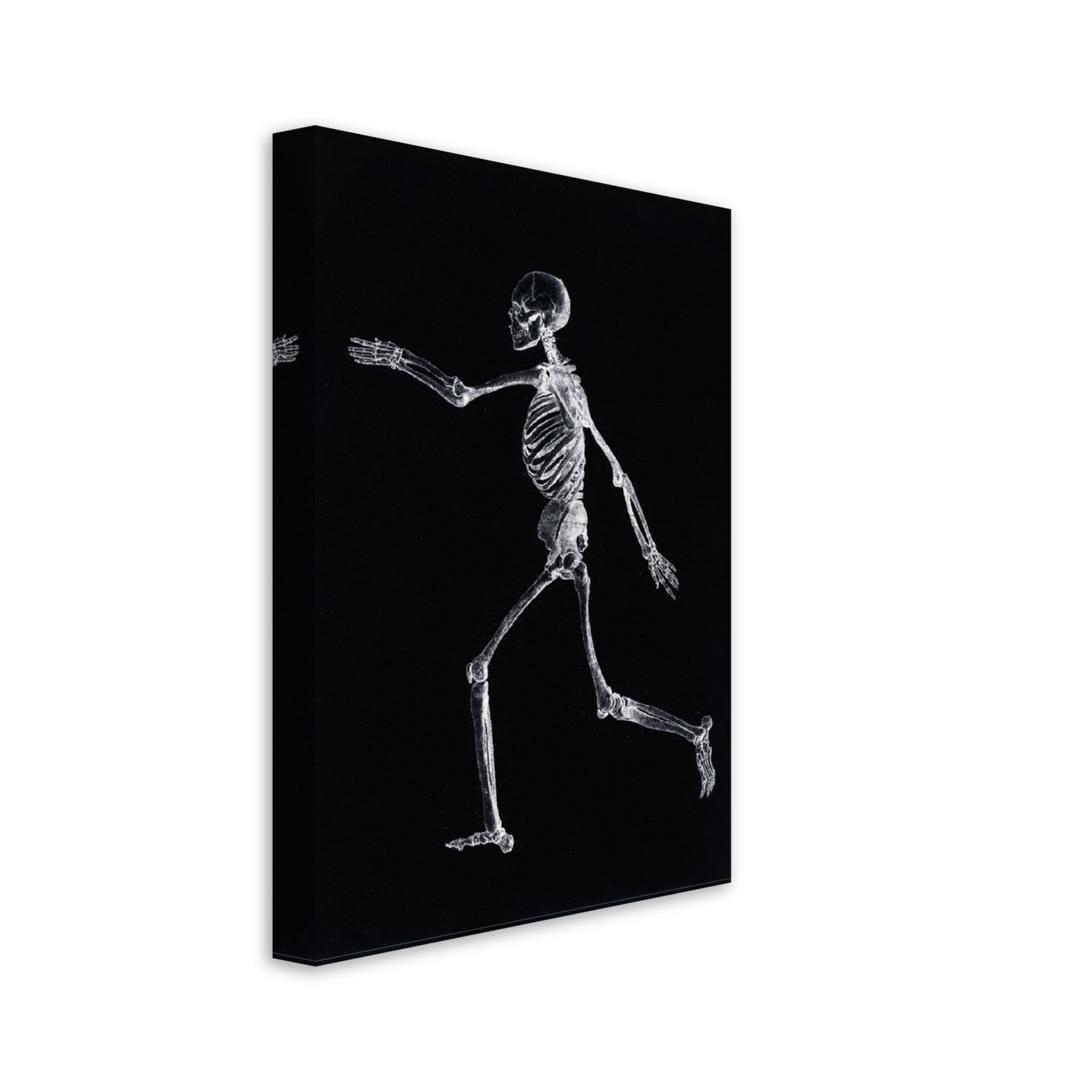 Human Skeleton Canvas, Vintage Skeleton Canvas Print Lateral View, George Stubbs - WallArtPrints4U