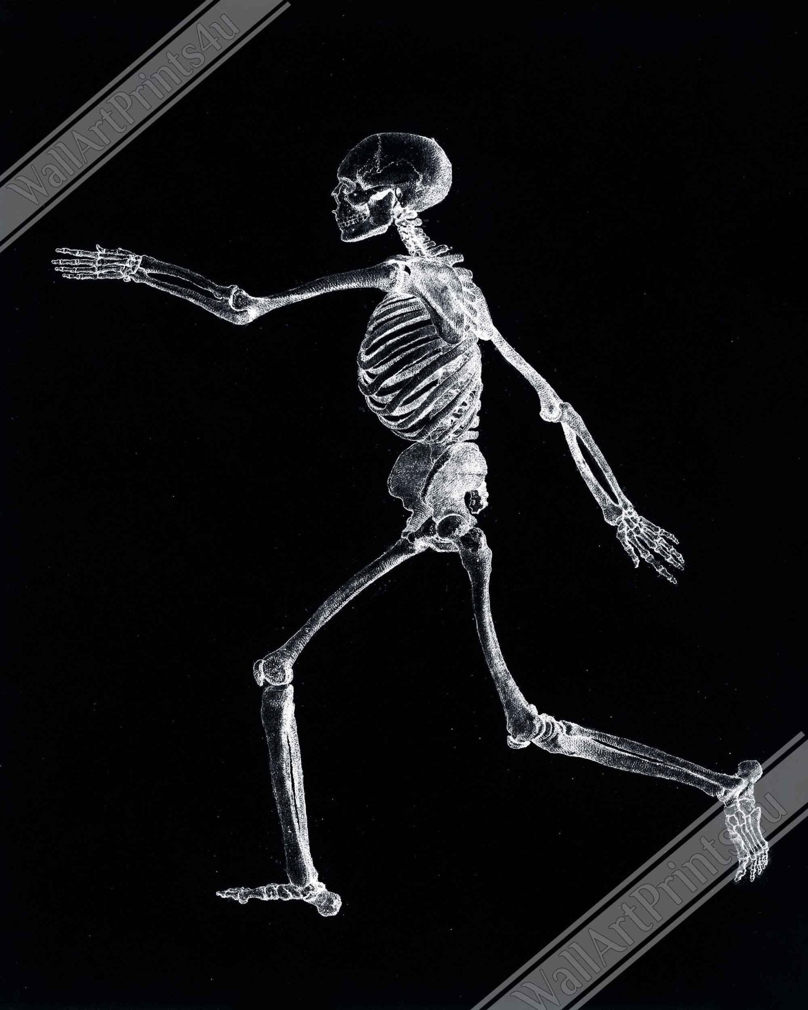 Human Skeleton Framed, Vintage Skeleton Framed Print Lateral View, George Stubbs UK, EU USA Domestic Shipping - WallArtPrints4U