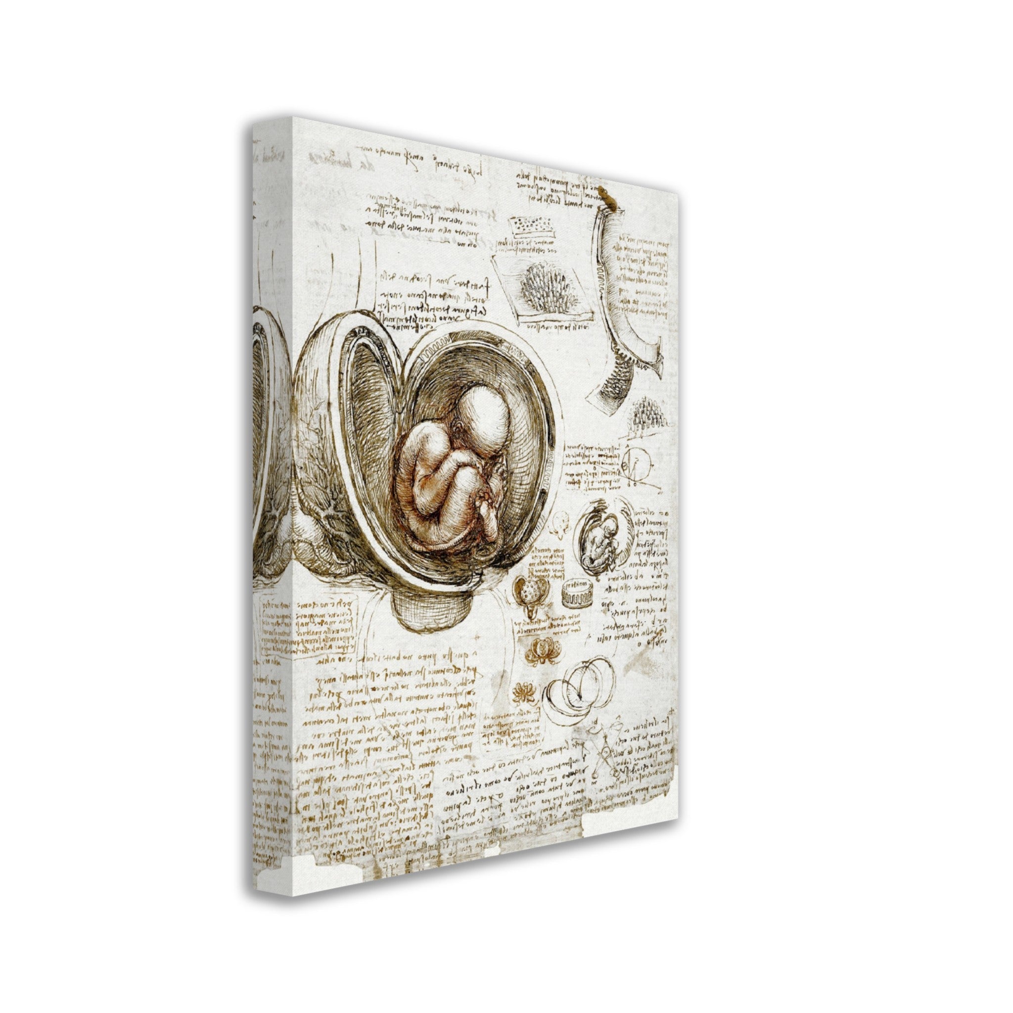 Leonardo Da Vinci Canvas, Studies Of Foetus In The Womb Canvas Print - WallArtPrints4U