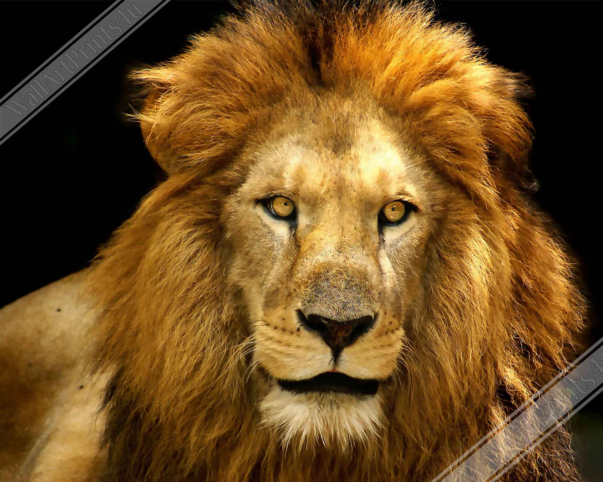 Lion Framed, Epic Lion Wall Art, Giant Lion Framed, Various Sizes, Big Lion Framed Art - WallArtPrints4U