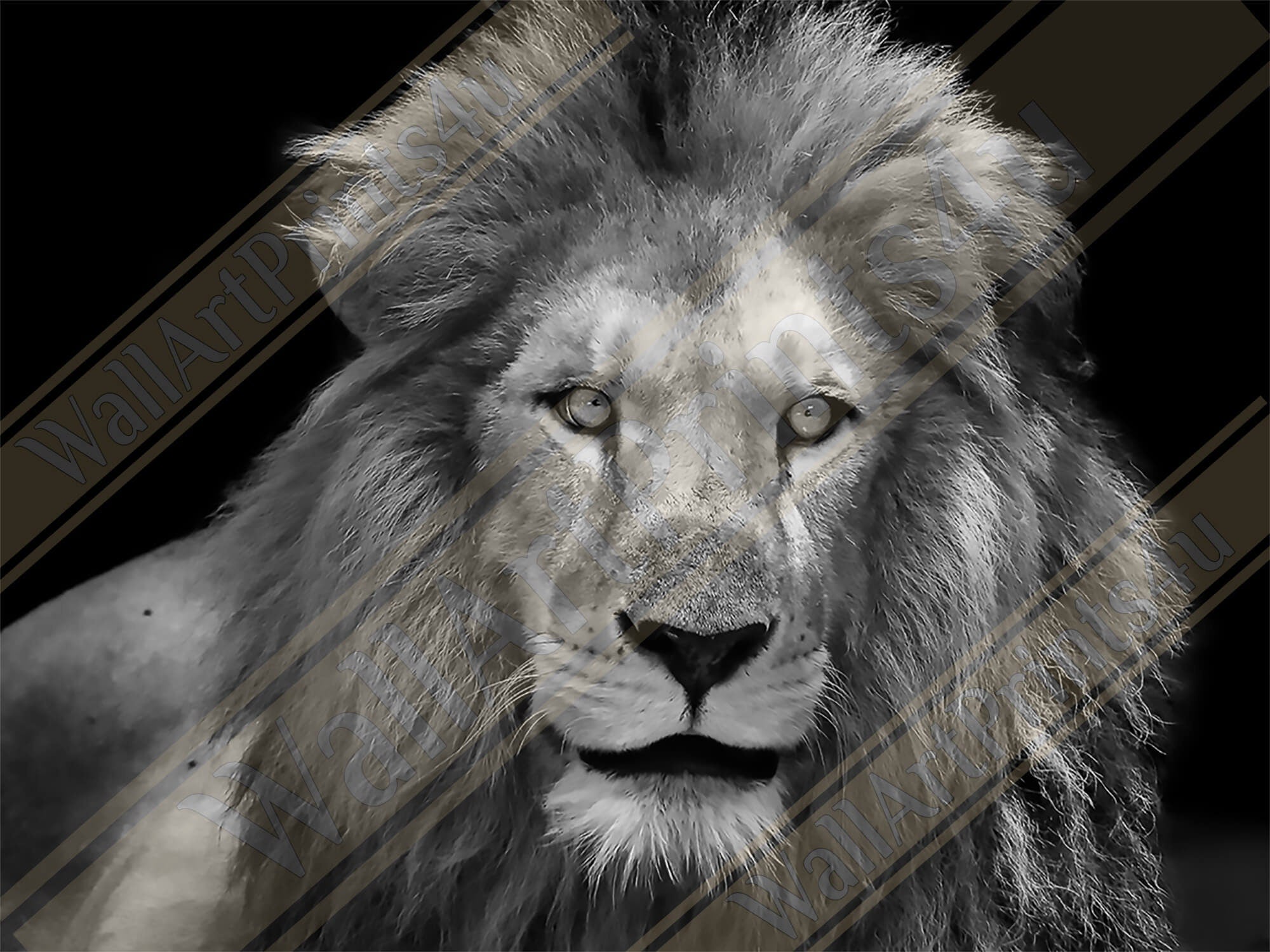 Lion Poster Black And White Giant Lion Poster, Epic Lion Wall Art, Various Sizes, Lion Poster Art - WallArtPrints4U