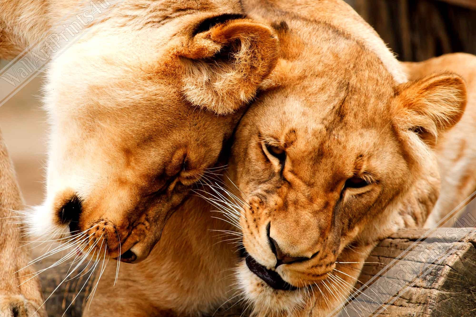 Lioness Framed, Cuddling Lioness Framed Print - Animal Lion Framed Print - WallArtPrints4U
