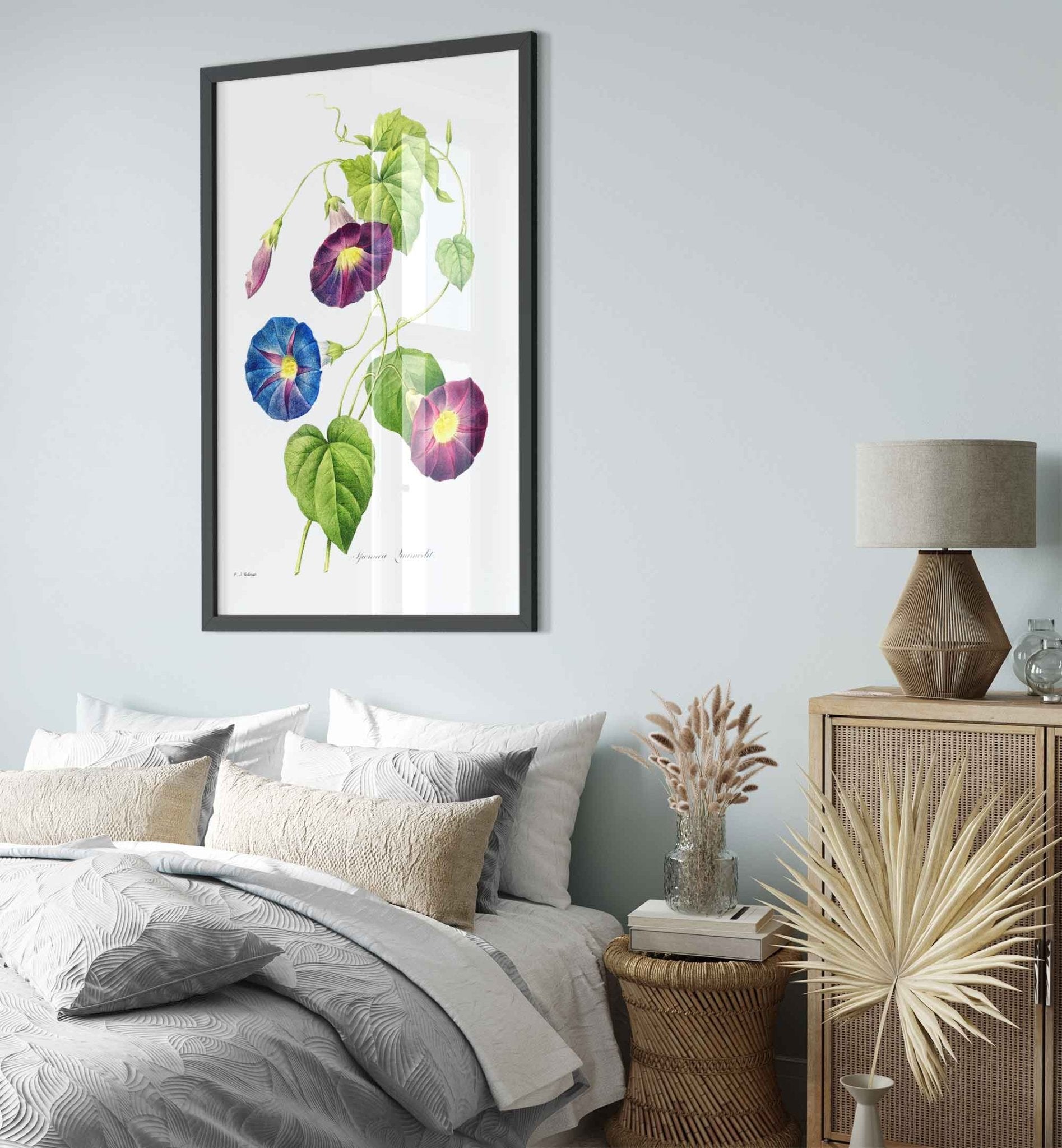 Morning Glory Framed Print - Vintage Flower Wall Art - Pierre Joseph Redoute Botanical Artist - WallArtPrints4U