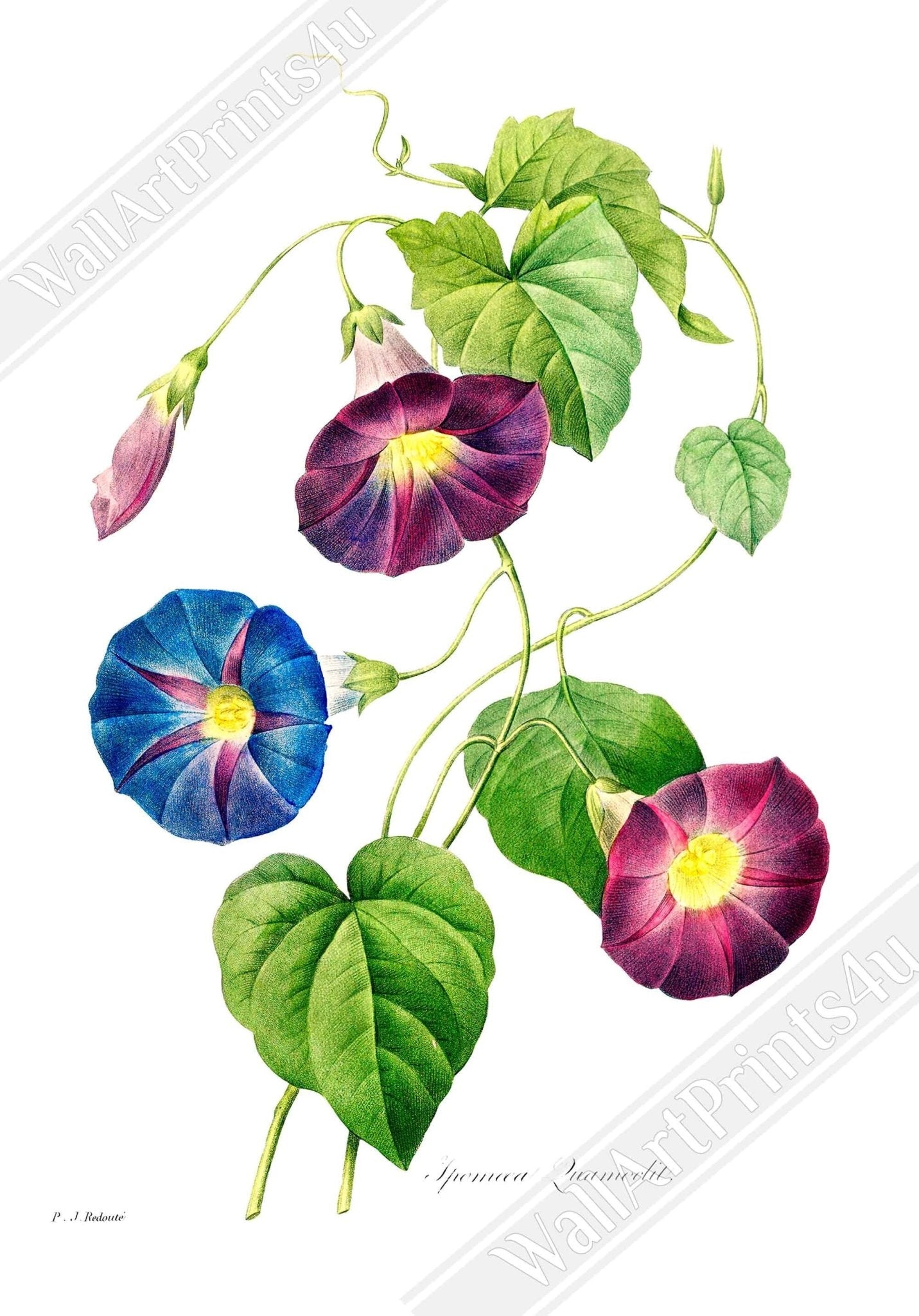Morning Glory Framed Print - Vintage Flower Wall Art - Pierre Joseph Redoute Botanical Artist - WallArtPrints4U