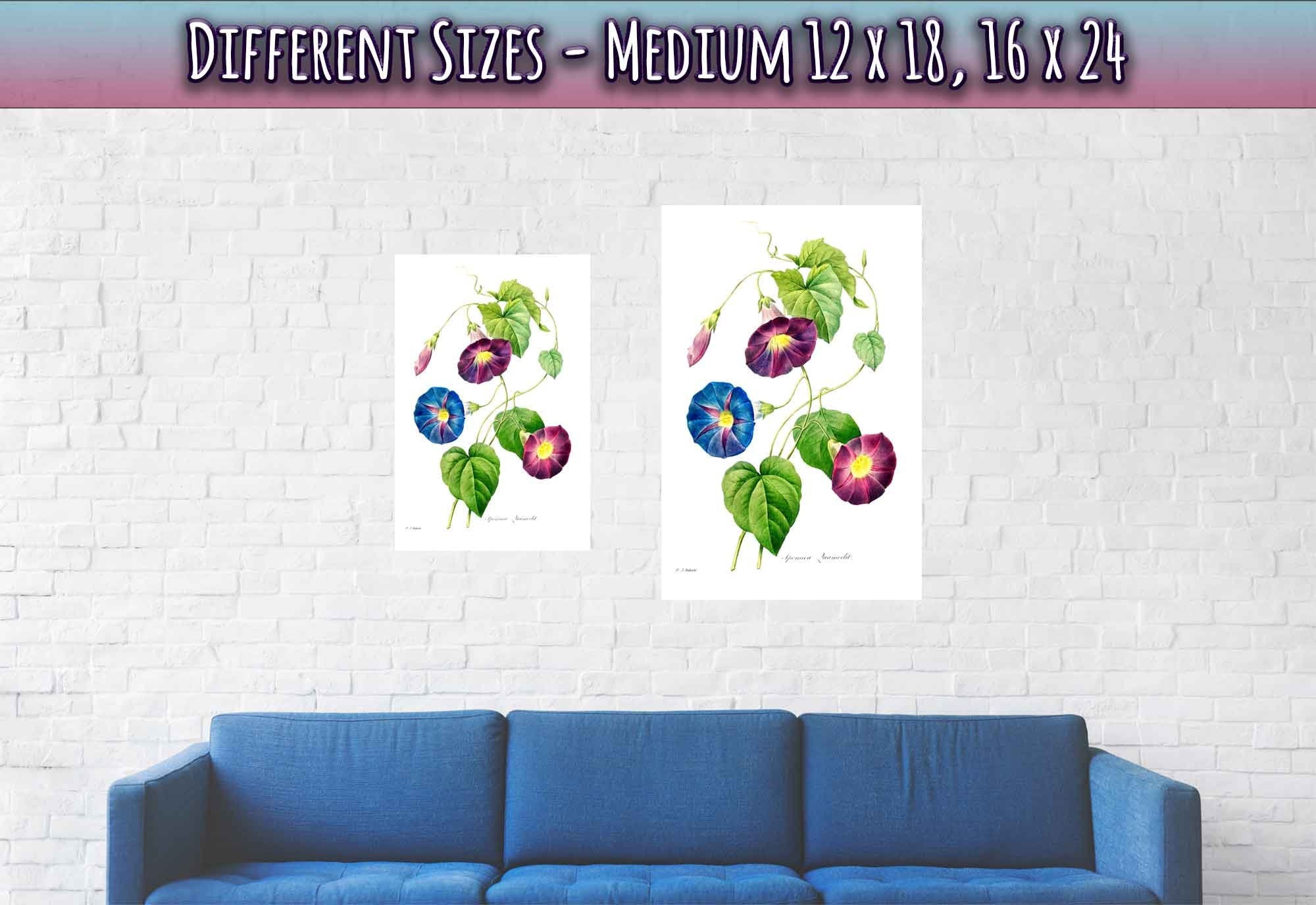 Morning Glory Poster Print - Vintage Flower Wall Art - Pierre Joseph Redoute Botanical Artist - WallArtPrints4U