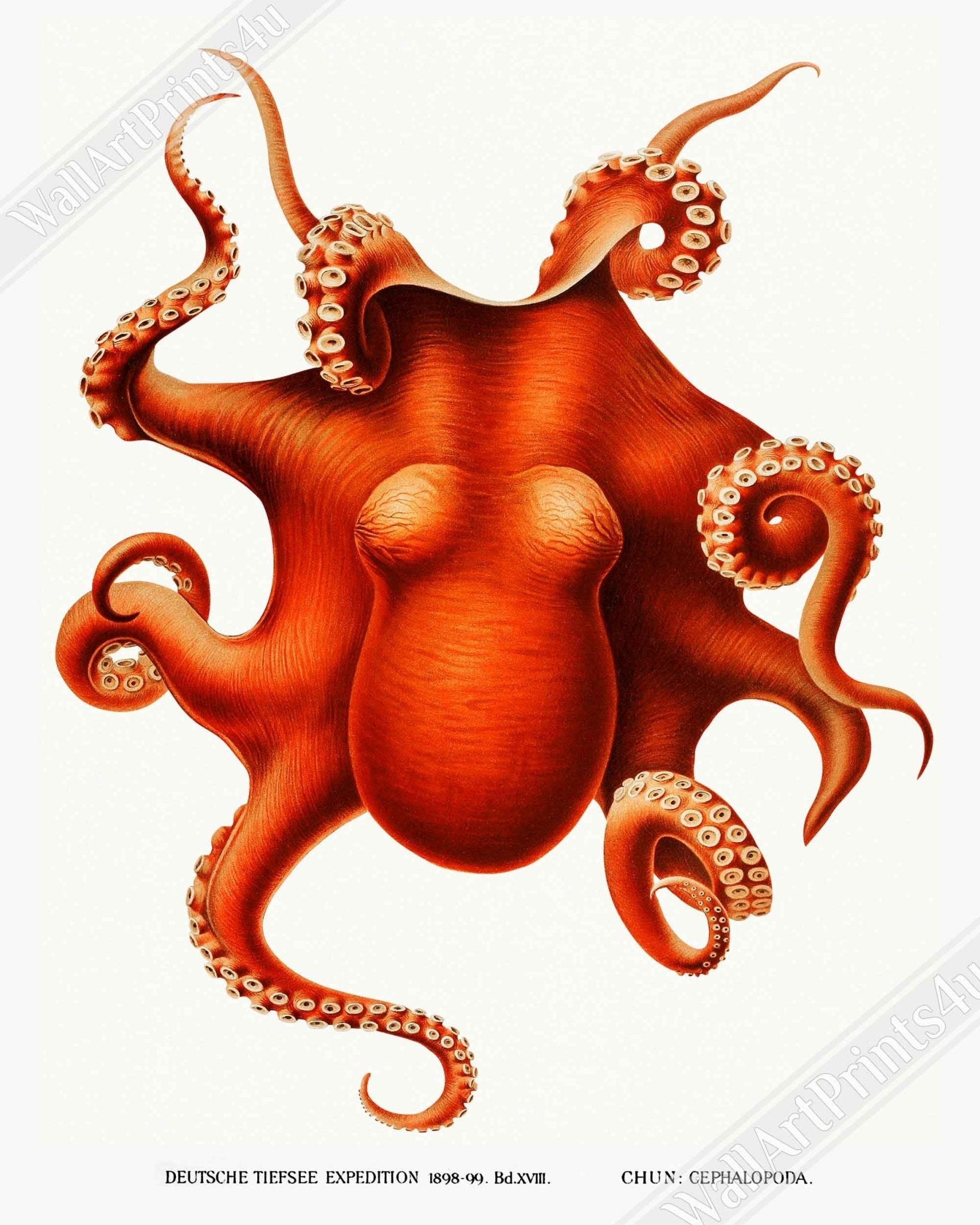 Octopus Framed, Carl Chun, Vintage Octopus Art - Vintage Octopus Framed Print UK, EU USA Domestic Shipping - WallArtPrints4U