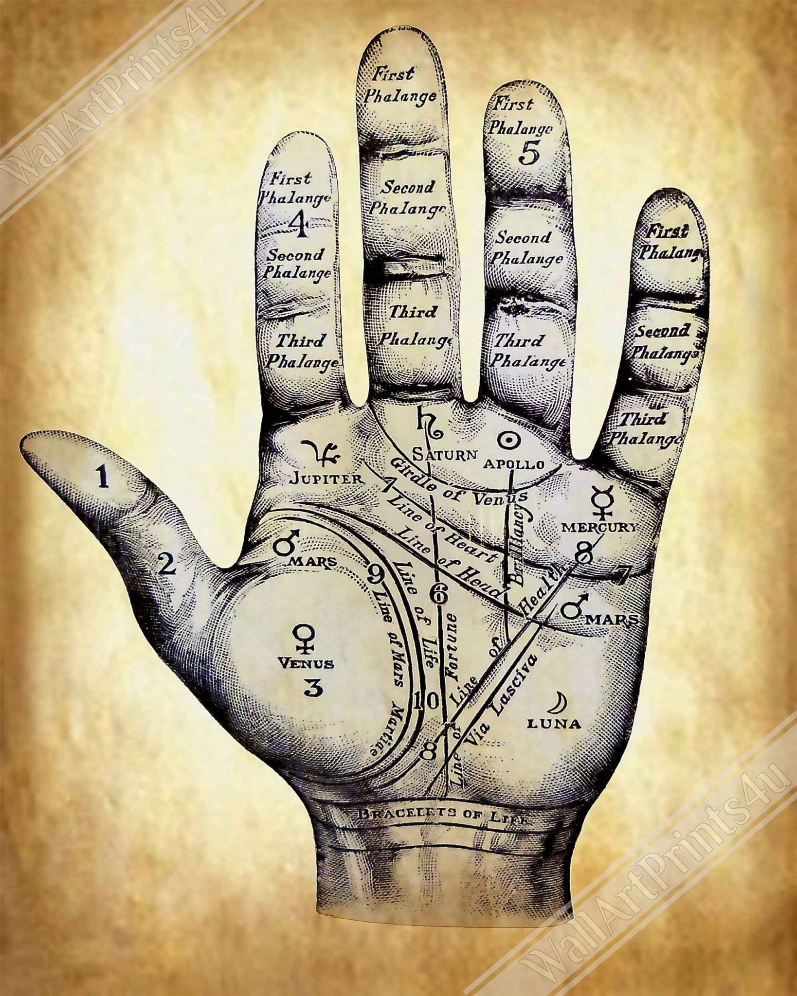 Palmistry Canvas Print, Palmistry Hand Print Parchment Aged Paper Life Line, Fate Line, Marriage Line - WallArtPrints4U