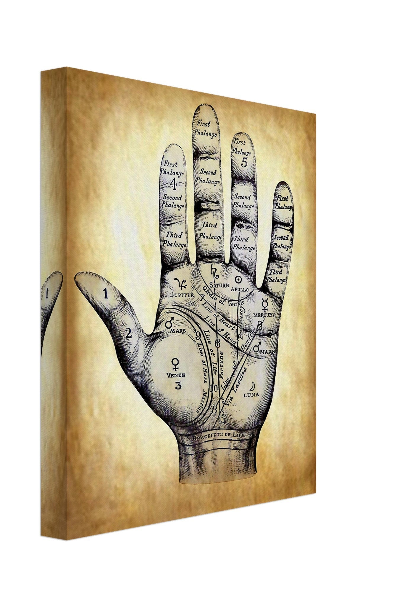 Palmistry Canvas Print, Palmistry Hand Print Parchment Aged Paper Life Line, Fate Line, Marriage Line - WallArtPrints4U