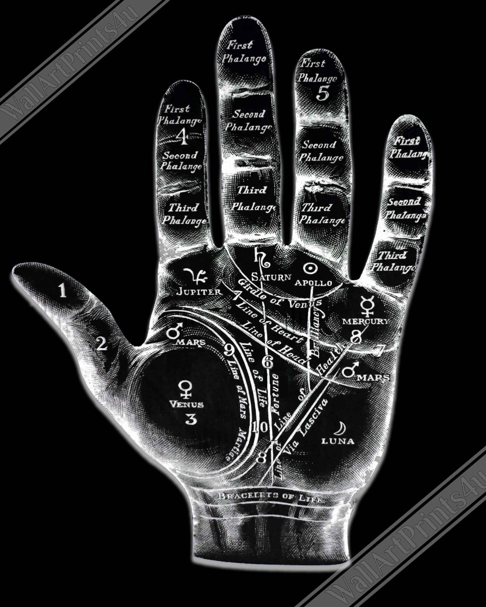Palmistry Poster, Palmistry Hand Print Spooky White On Black Life Line, Fate Line, Marriage Line - WallArtPrints4U