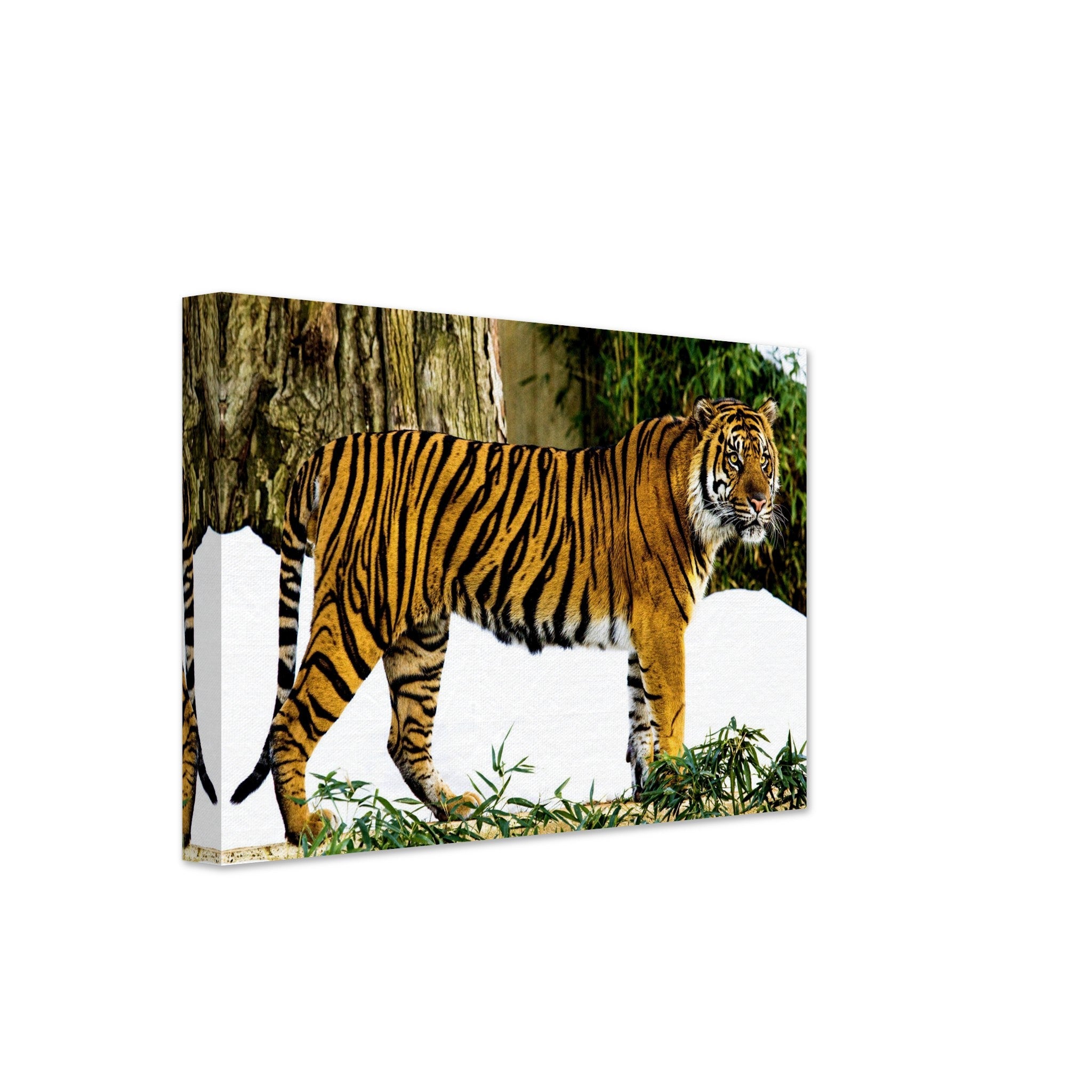 Tiger Canvas, Sumatran Tiger Smithsonian National Zoo 2009 - WallArtPrints4U