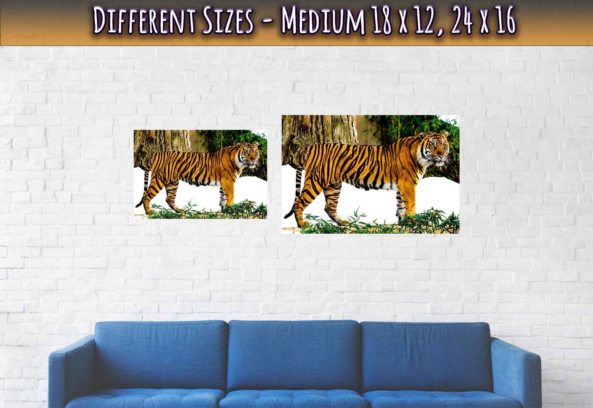 Tiger Poster, Sumatran Tiger Smithsonian National Zoo 2009 - WallArtPrints4U