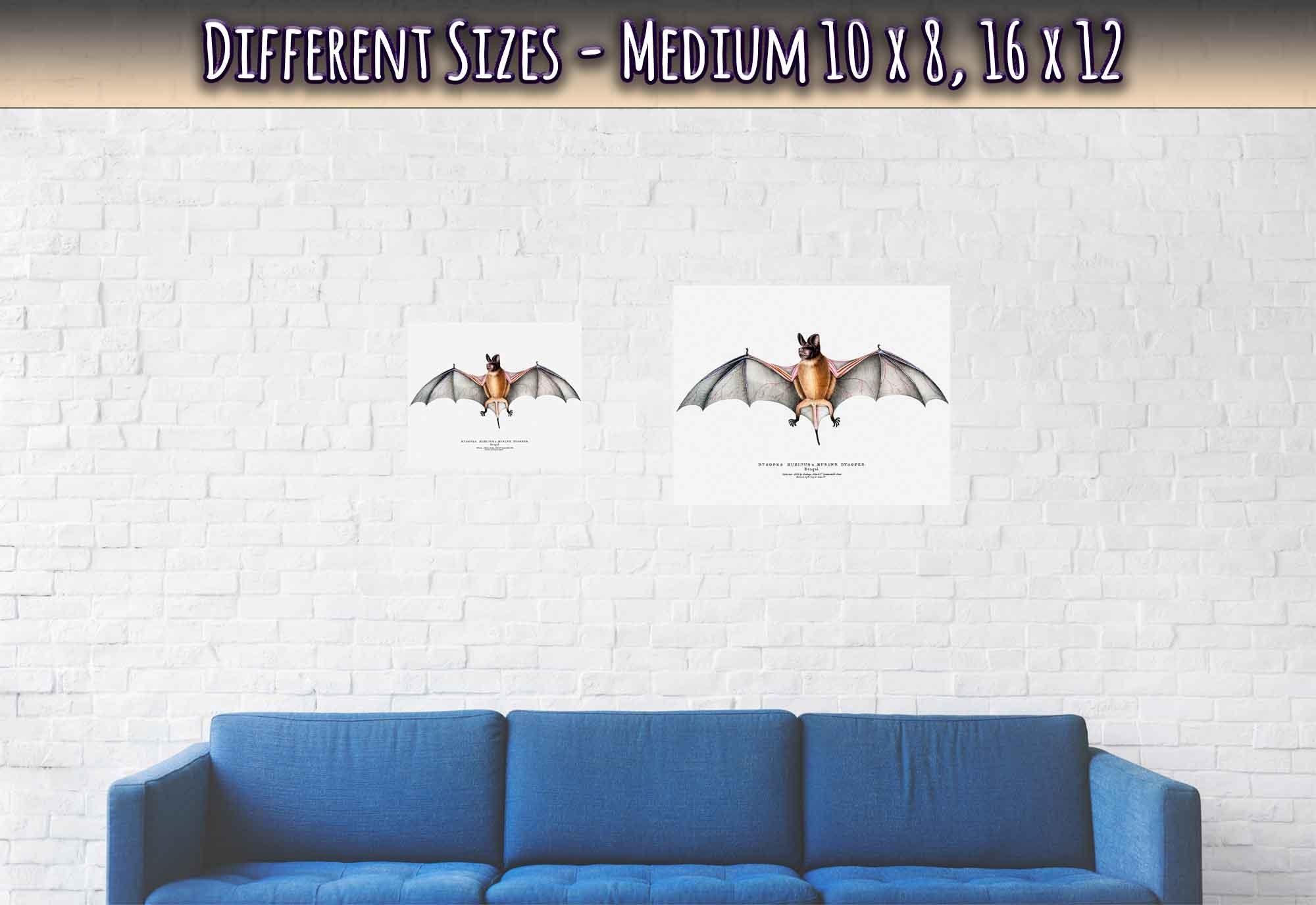 Vintage Bat Poster, John Edward Gray - Vintage Parti Coloured Bat Print - WallArtPrints4U