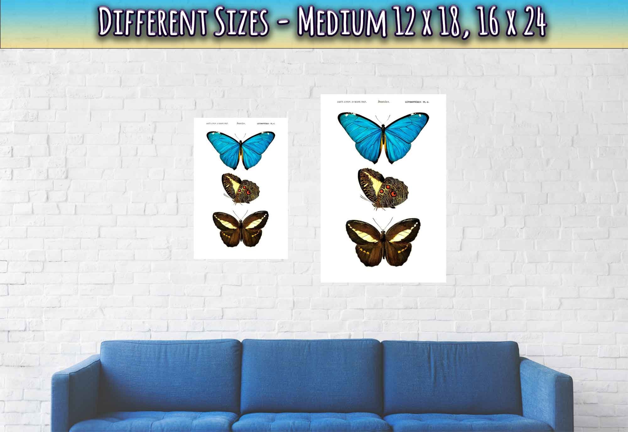 Vintage Butterfly Poster, Set Of 3 Butterflies, Charles Dessalines, Vintage Wall Art Butterflies Print - WallArtPrints4U