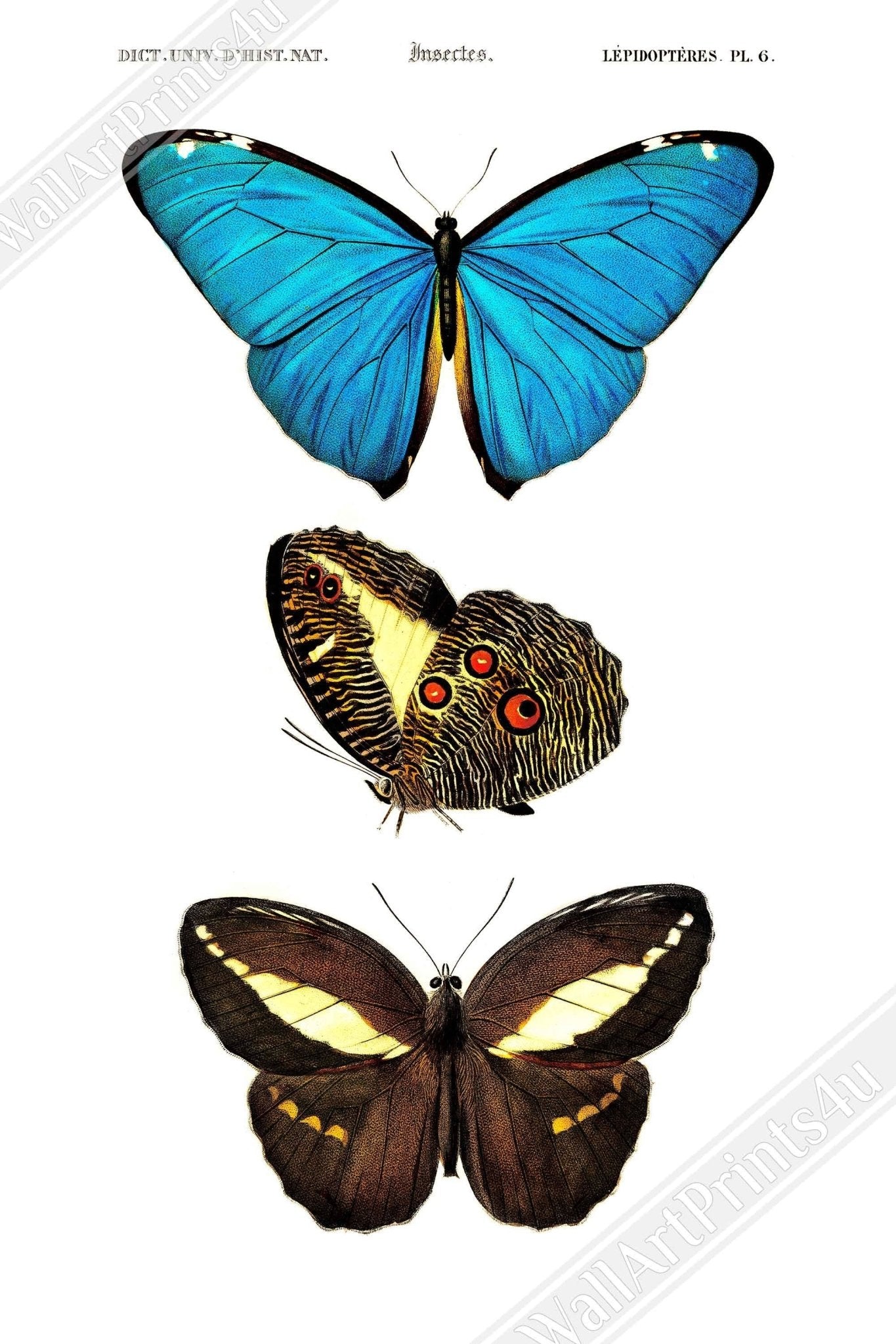 Vintage Butterfly Poster, Set Of 3 Butterflies, Charles Dessalines, Vintage Wall Art Butterflies Print - WallArtPrints4U