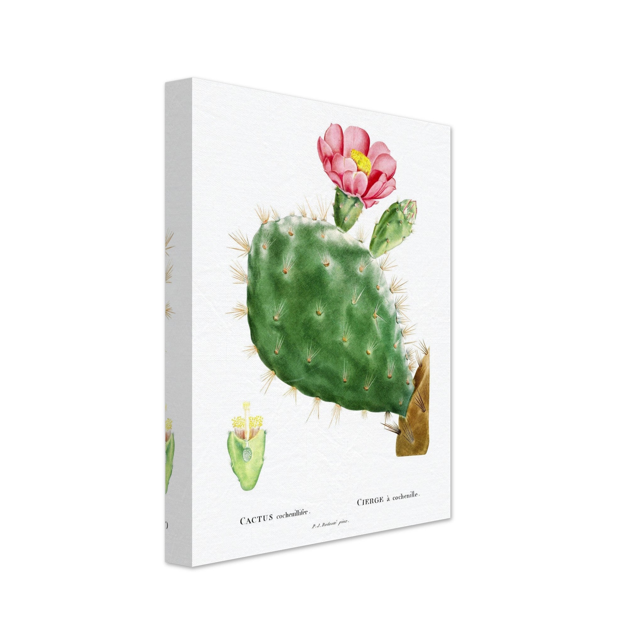 Vintage Cactus Canvas Cactus Botanical Wall Art Pierre Joseph Redoute 1799 - WallArtPrints4U