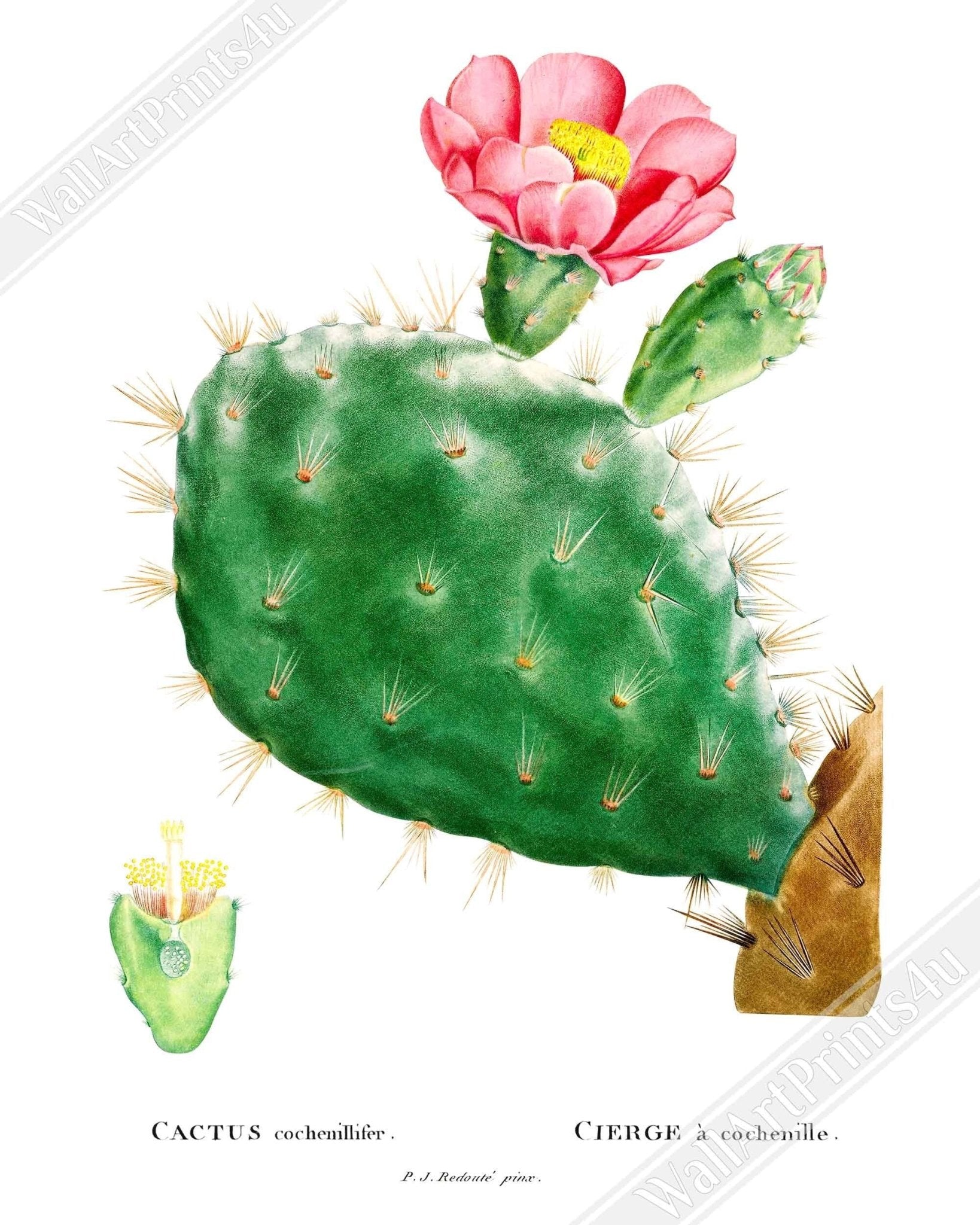 Vintage Cactus Framed Cactus Botanical Wall Art Pierre Joseph Redoute 1799 UK, EU USA Domestic Shipping - WallArtPrints4U