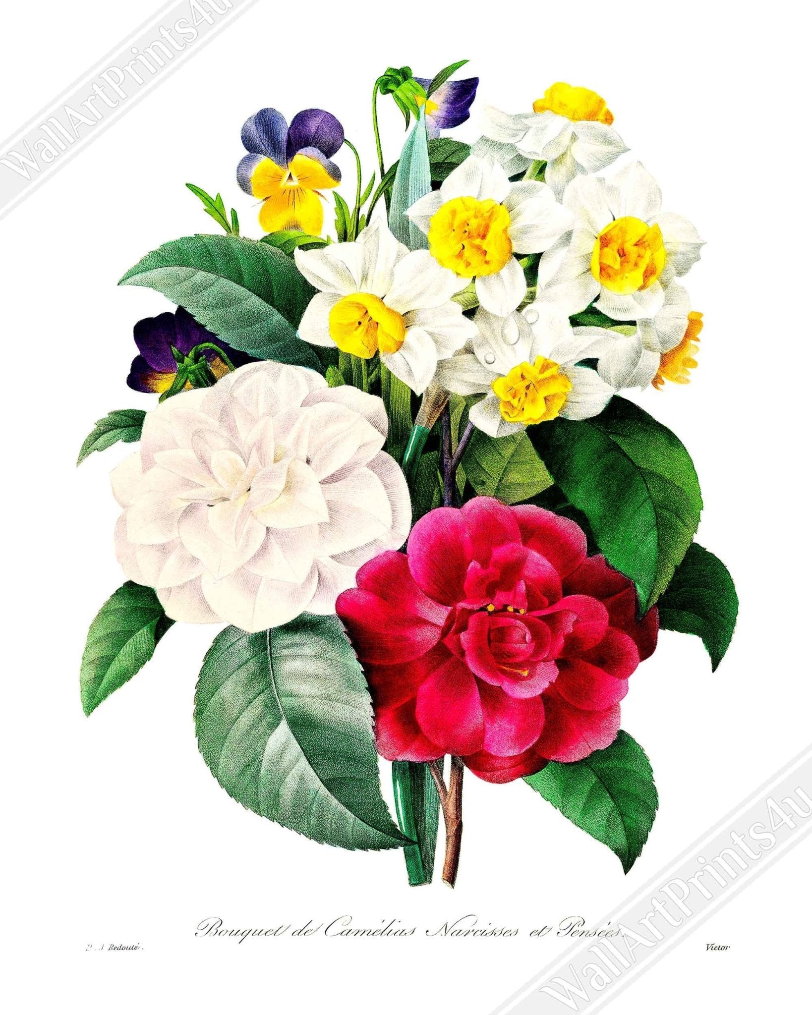 Vintage Camellia Pansy Framed - Flower Wall Art - Pierre Joseph Redoute Botanical Artist UK, EU USA Domestic Shipping - WallArtPrints4U
