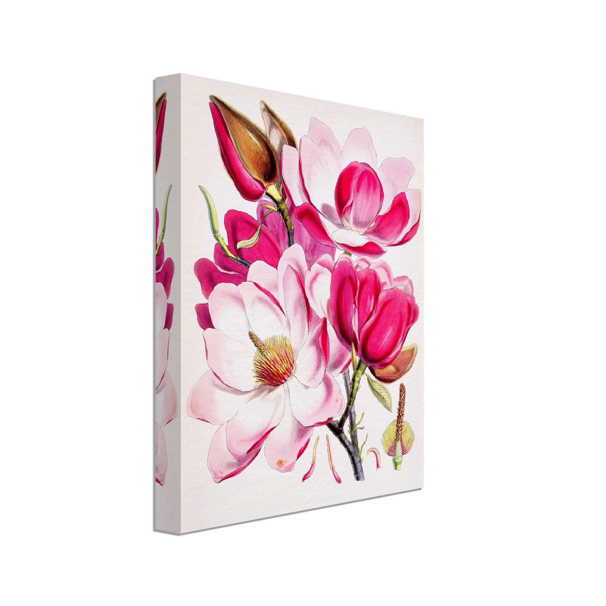Vintage Campbells Magnolia Canvas - Pink Magnolia Flower Canvas Print - Flower Wall Art - Wh Fitch 1817 - 1892 - WallArtPrints4U