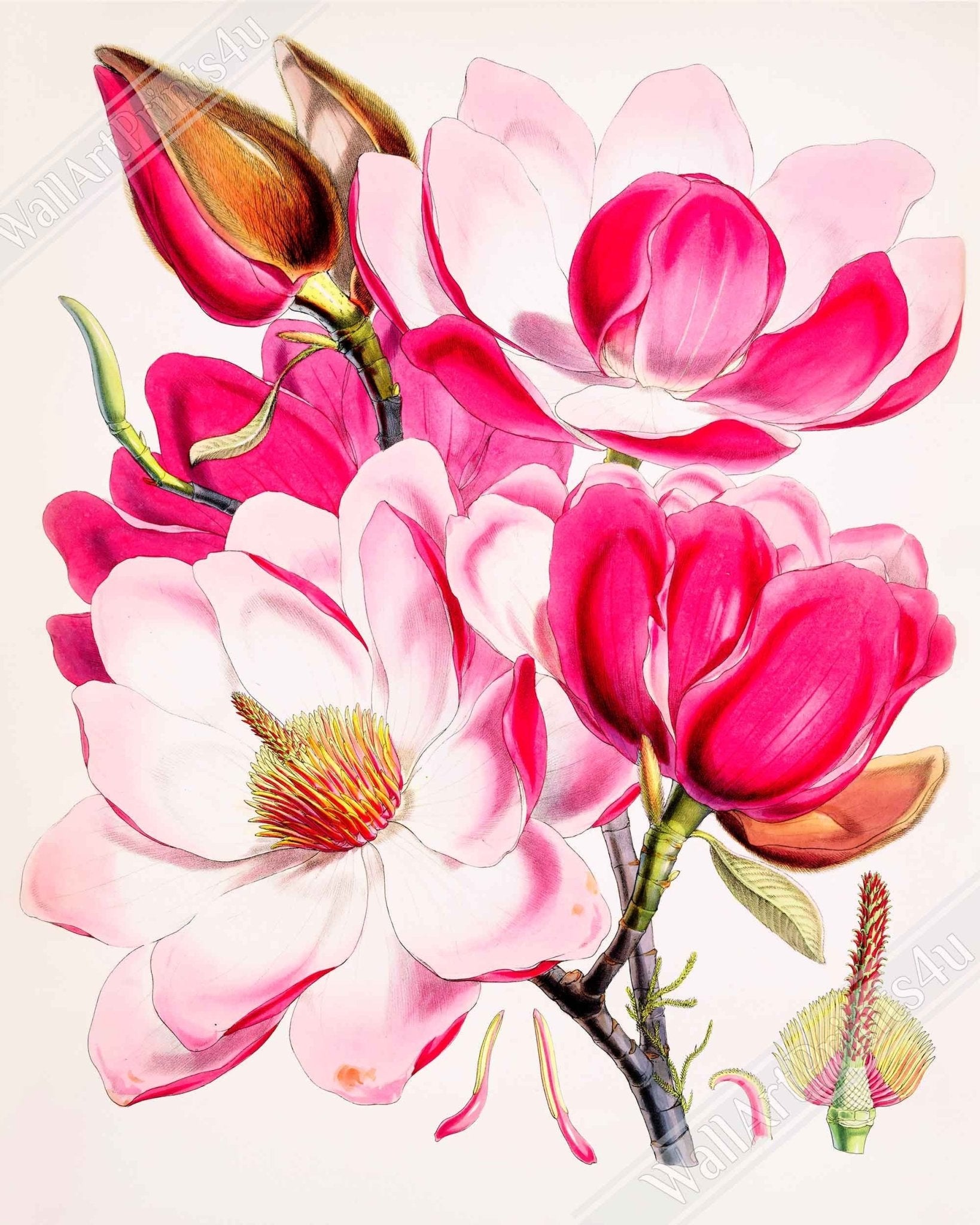 Vintage Campbells Magnolia Poster - Pink Magnolia Flower Print - Flower Wall Art - Wh Fitch 1817 - 1892 - WallArtPrints4U