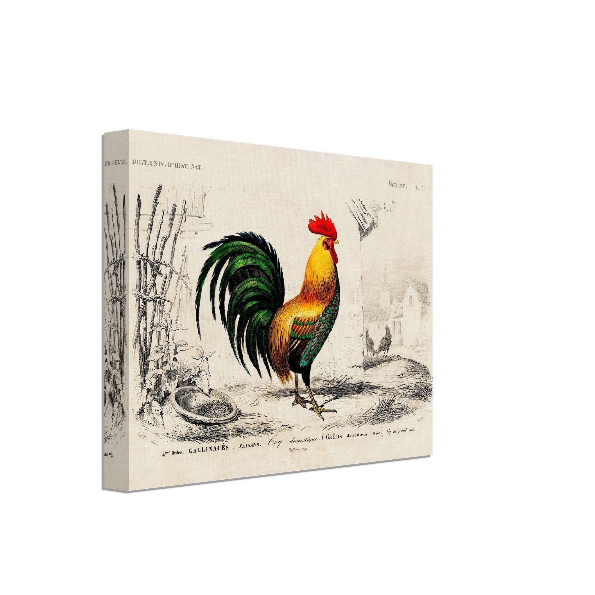 Vintage Cock Canvas, Charles Dessalines, Vintage Cockerel Art - Vintage Cockerel Canvas Print - WallArtPrints4U