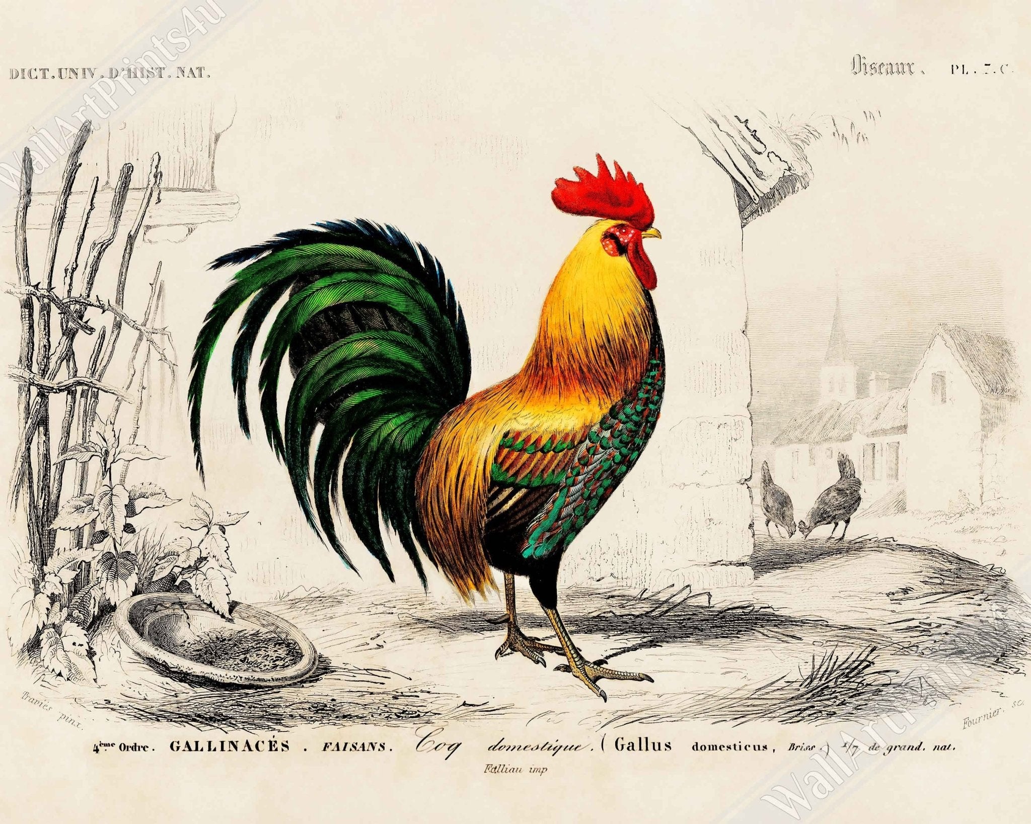 Vintage Cock Canvas, Charles Dessalines, Vintage Cockerel Art - Vintage Cockerel Canvas Print - WallArtPrints4U