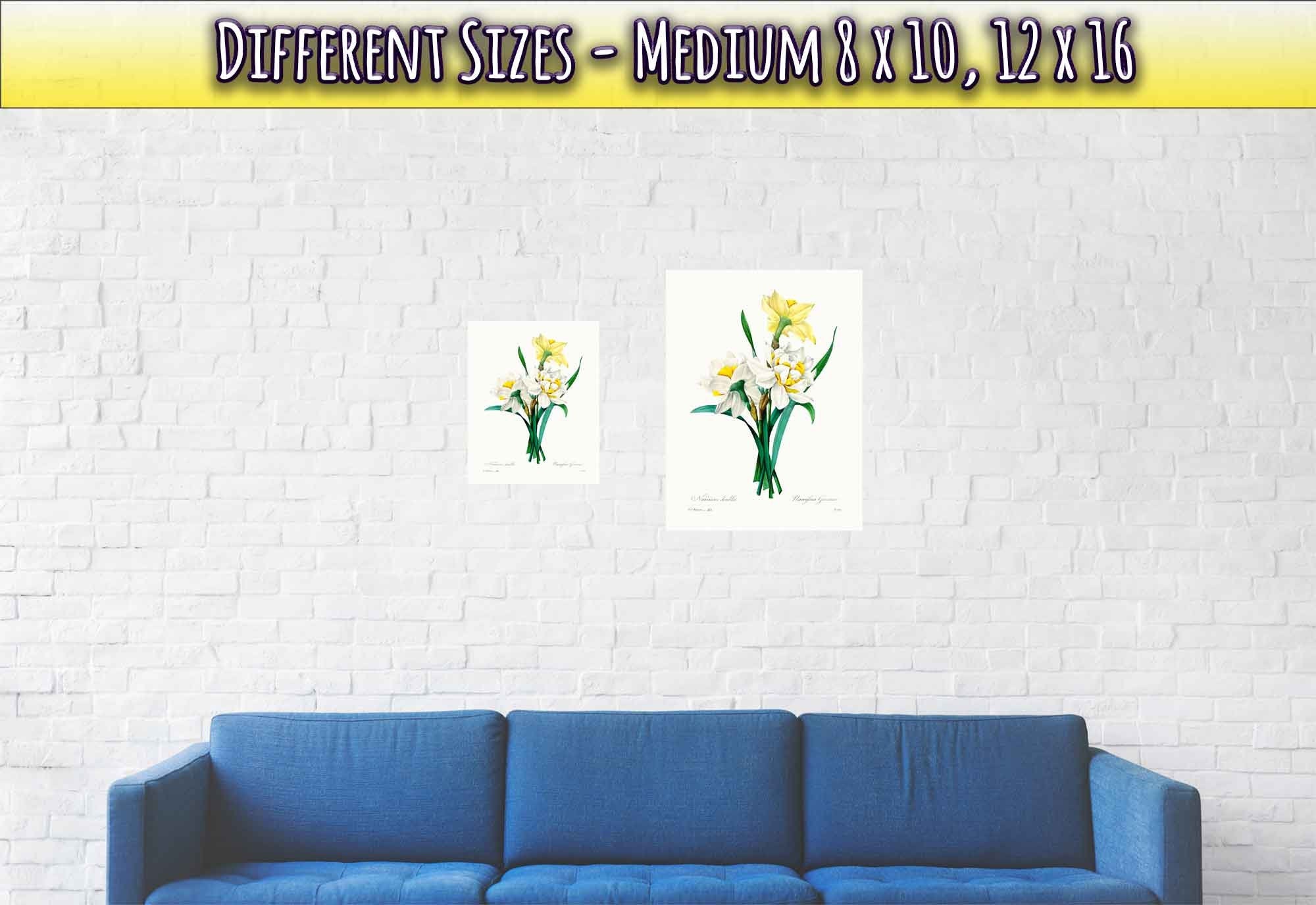 Vintage Daffodils Print - Flower Wall Art - Pierre Joseph Redoute Botanical Artist - WallArtPrints4U