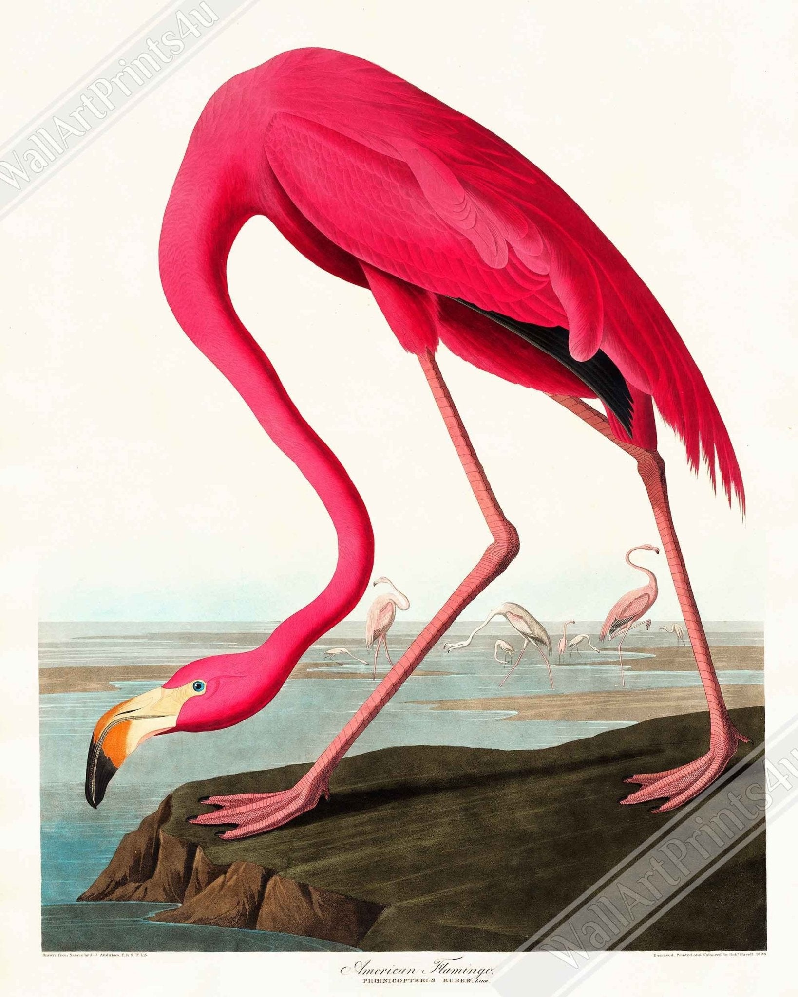 Vintage Flamingo Framed, John Audubon, Vintage Texian Flamingo Art - Vintage Flamingo Framed Print UK, EU USA Domestic Shipping - WallArtPrints4U