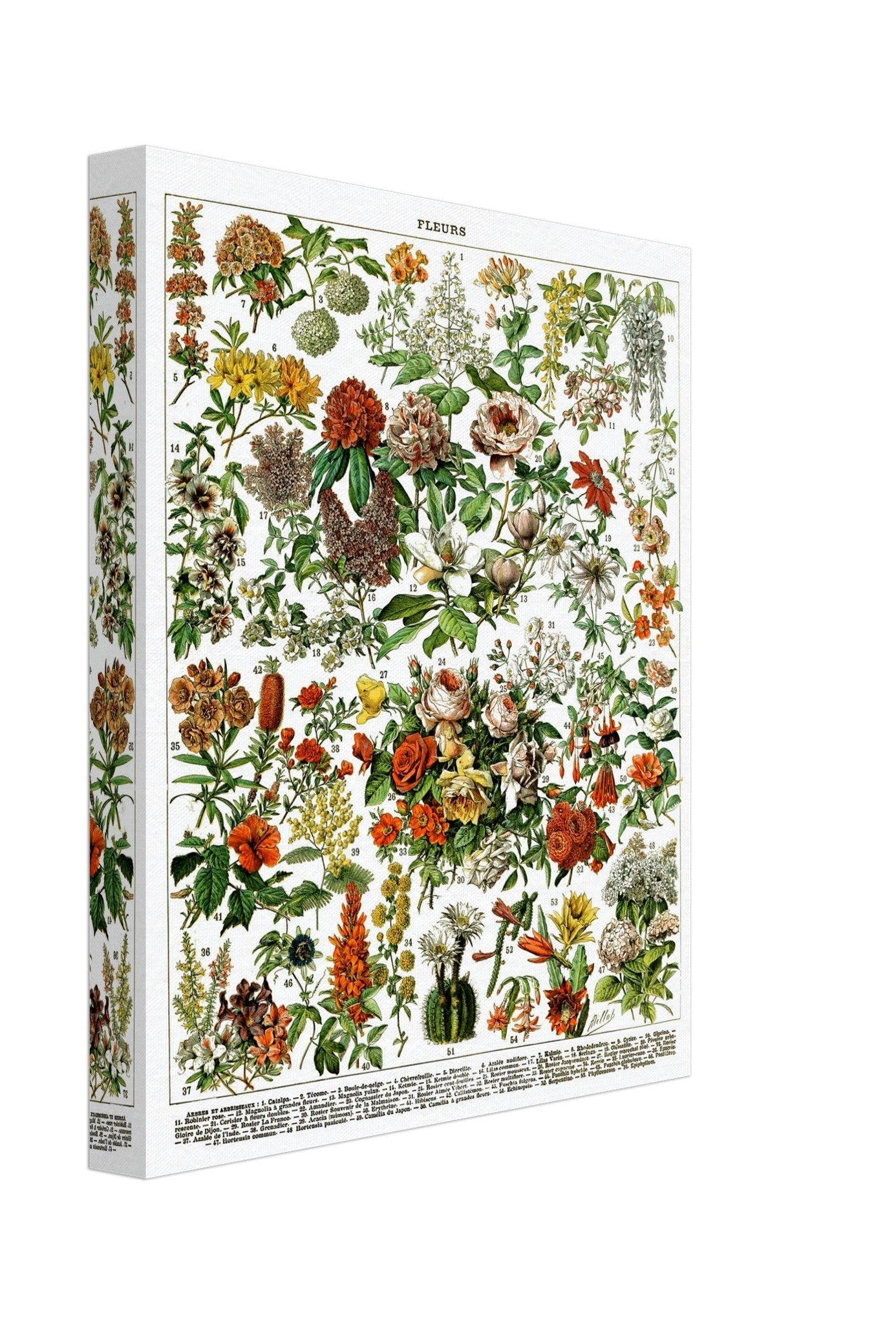 Vintage Flower Canvas Series - Fleurs Adolphe Millot - Fleurs Pour Tous Canvas Print. - WallArtPrints4U