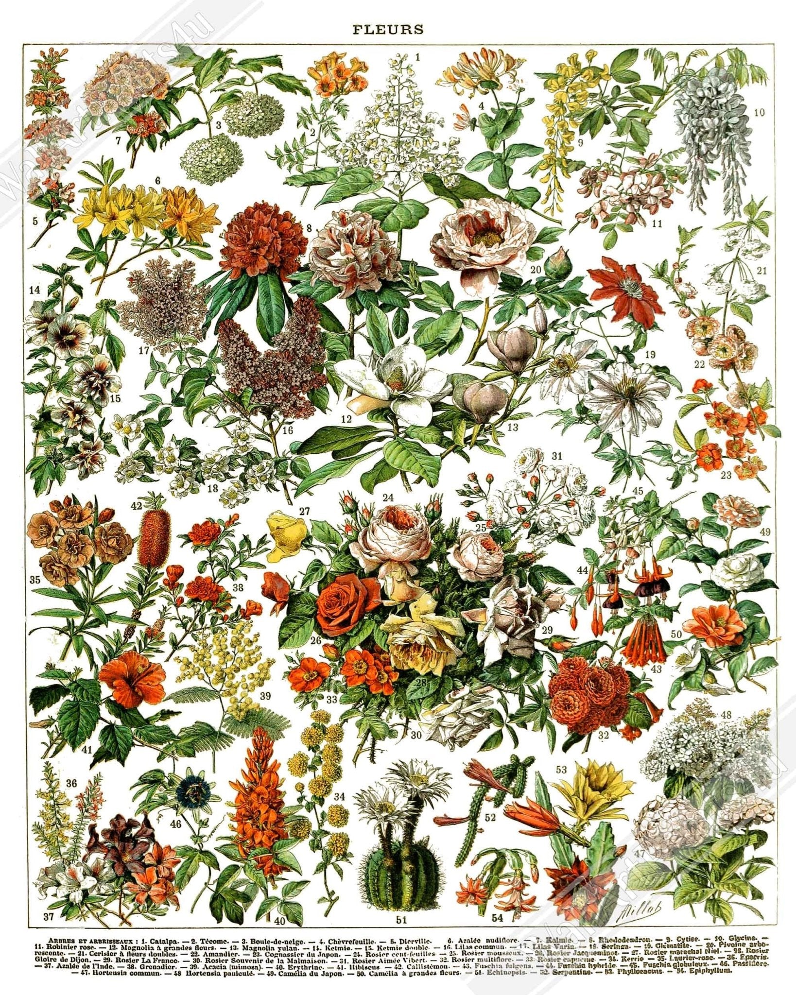 Vintage Flower Canvas Series - Fleurs Adolphe Millot - Fleurs Pour Tous Canvas Print. - WallArtPrints4U