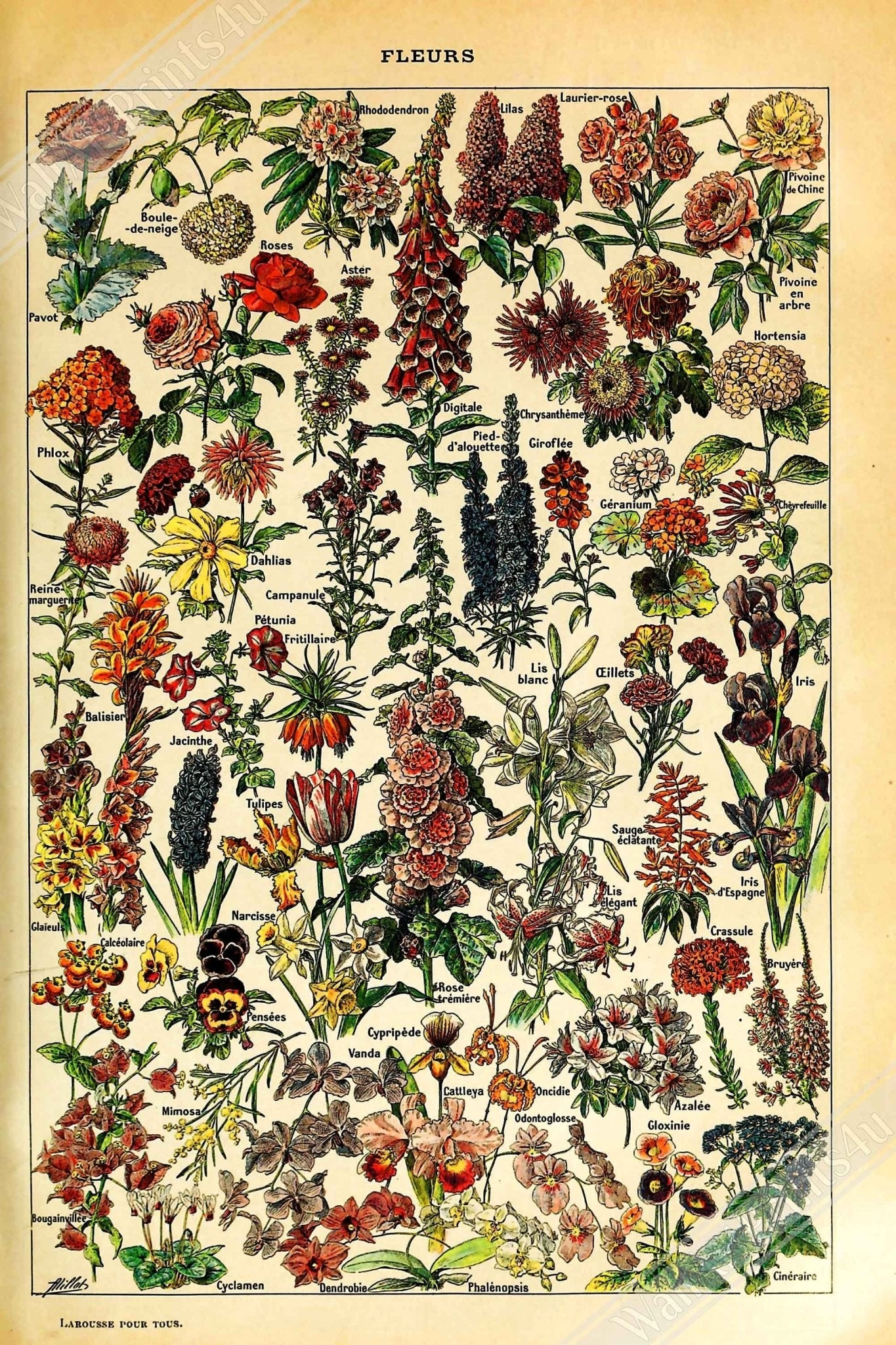 Vintage Flower Framed - Fleurs Adolphe Millot - Fleurs Pour Tous Framed Print - WallArtPrints4U