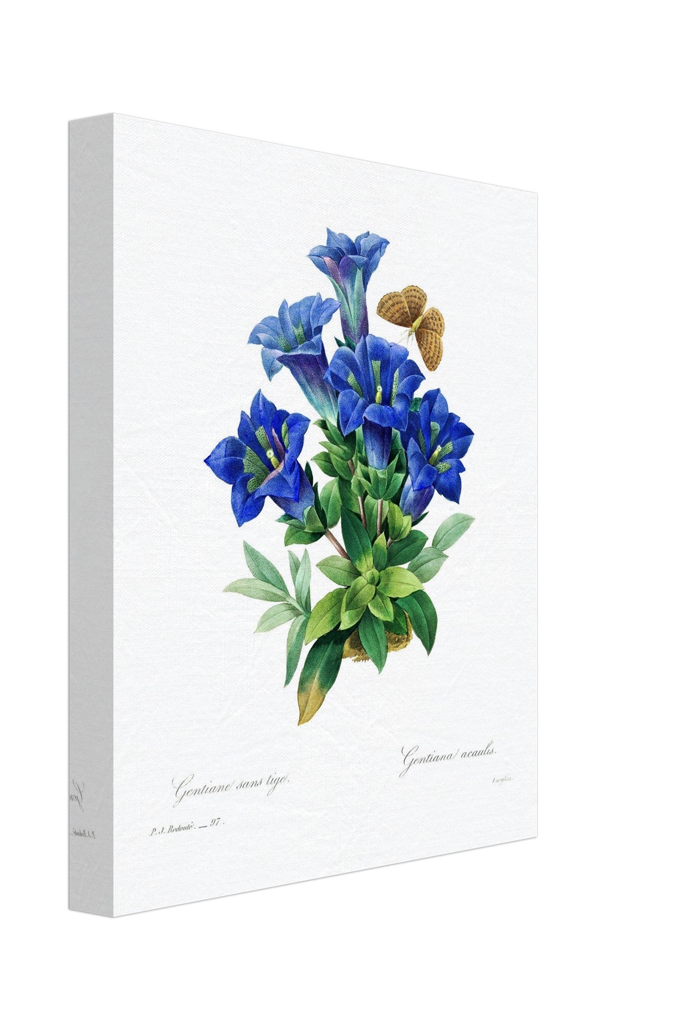 Vintage Gentiana Blue Flower Canvas - Botanical Blue Flower Canvas Print - Pierre Joseph Redoute - WallArtPrints4U