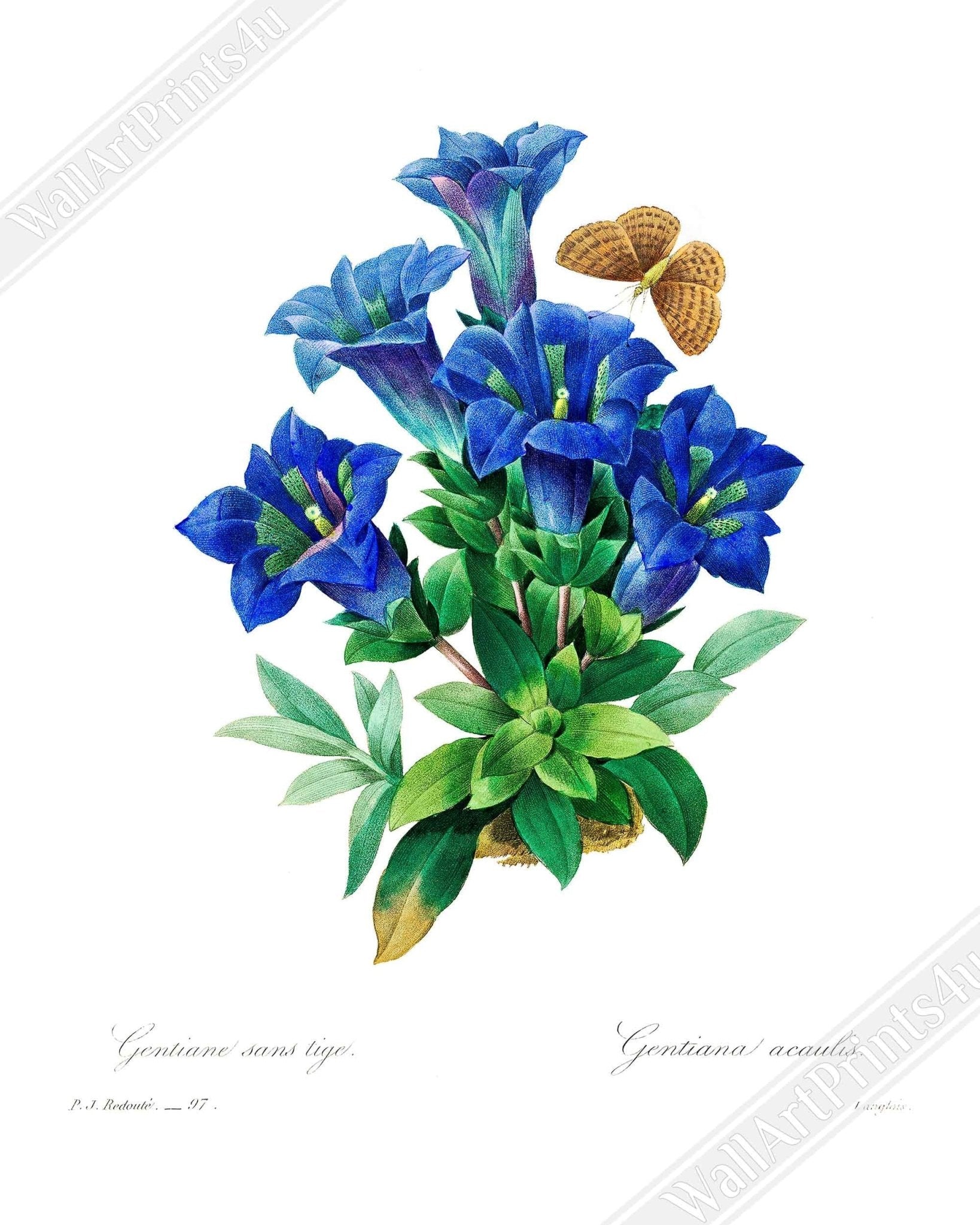 Vintage Gentiana Blue Flower Framed - Botanical Blue Flower Framed Print - Pierre Joseph Redoute - WallArtPrints4U