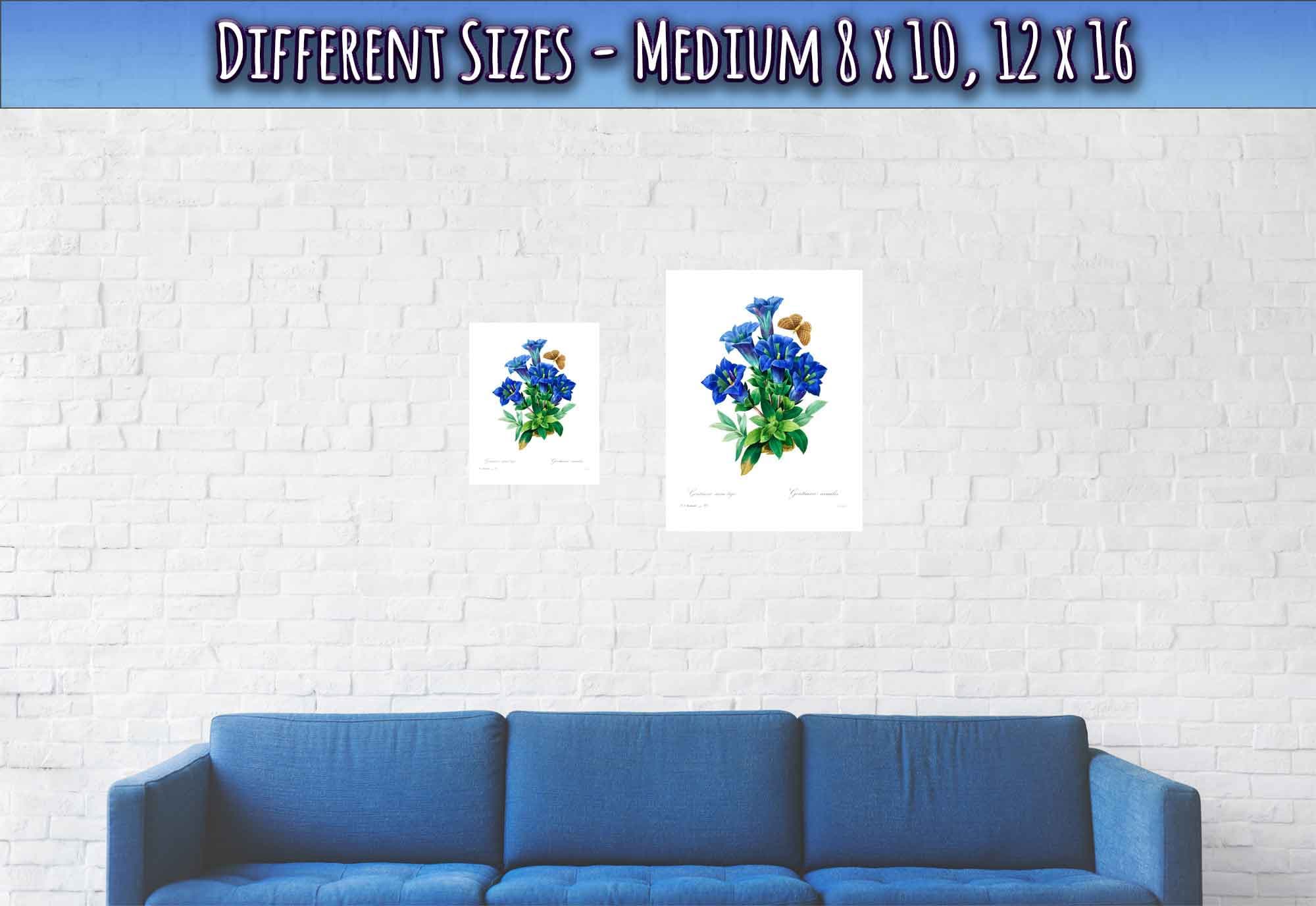 Vintage Gentiana Blue Flower Poster - Botanical Blue Flower Print - Pierre Joseph Redoute - WallArtPrints4U