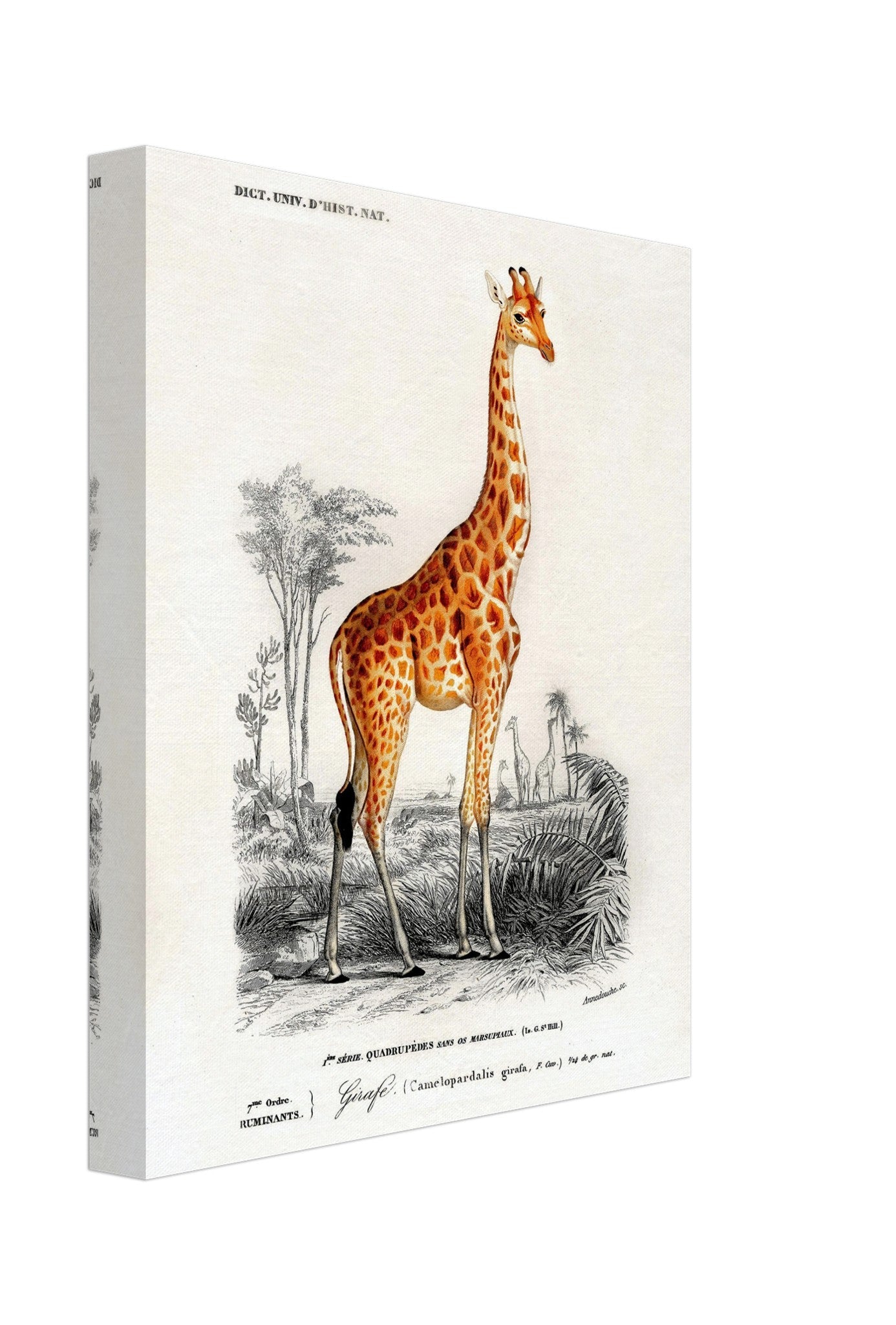 Vintage Giraffe Canvas, Charles Dessalines, Vintage Giraffe Art - Vintage Giraffe Canvas Print - WallArtPrints4U