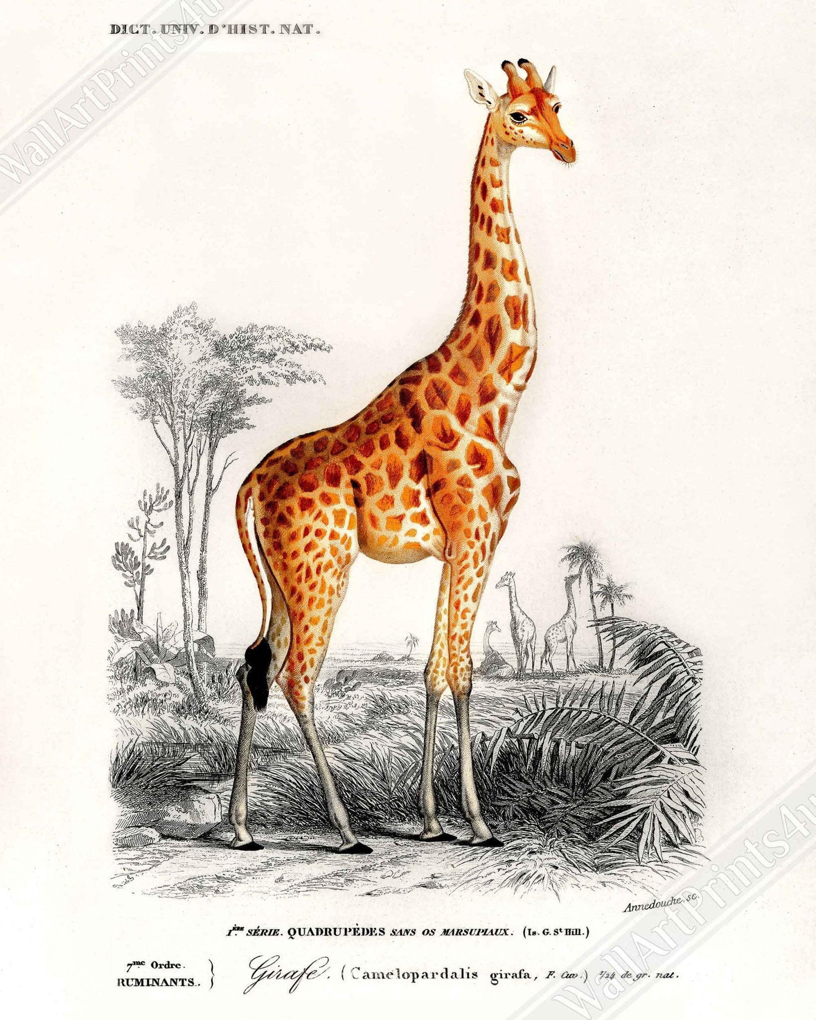 Vintage Giraffe Framed, Charles Dessalines, Vintage Giraffe Art - Vintage Giraffe Framed Print - WallArtPrints4U