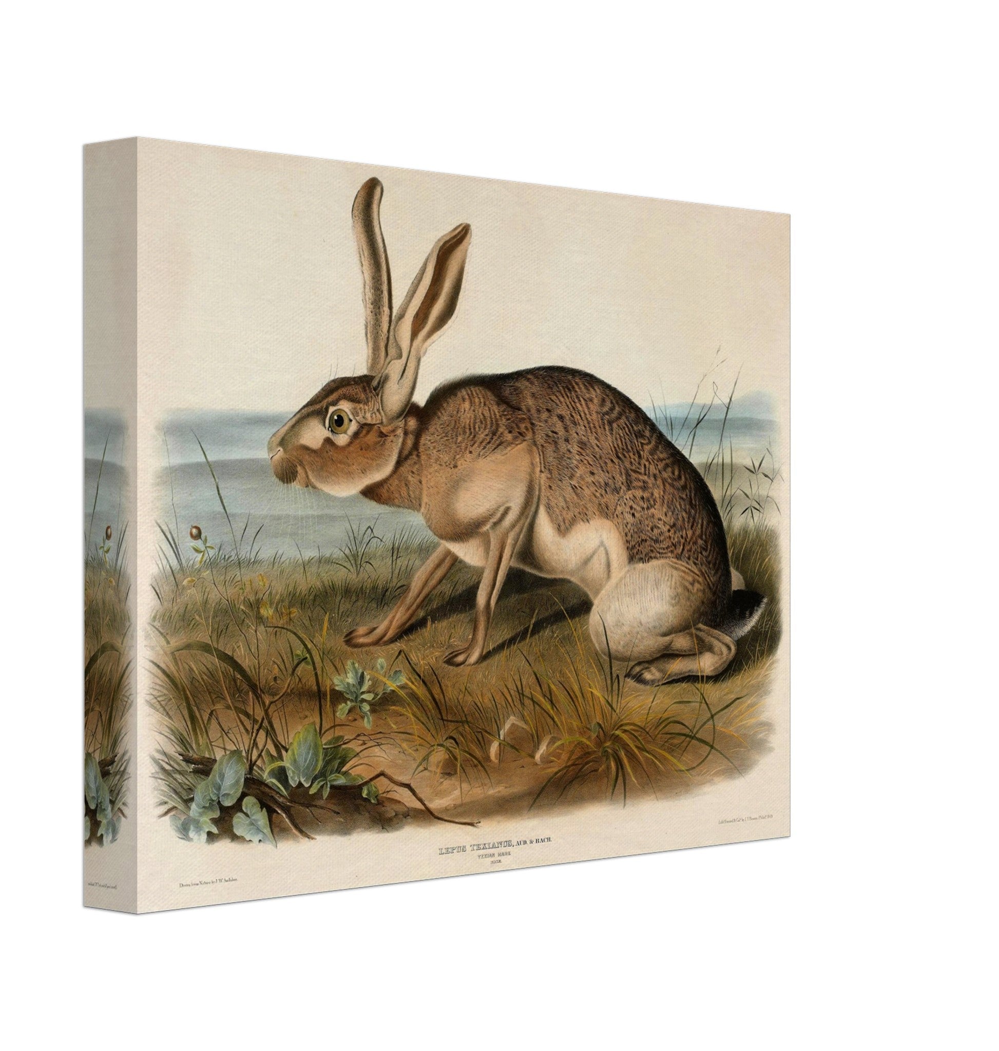 Vintage Hare Canvas, John Audubon, Vintage Texian Hare Art - Vintage Hare Canvas Print - WallArtPrints4U