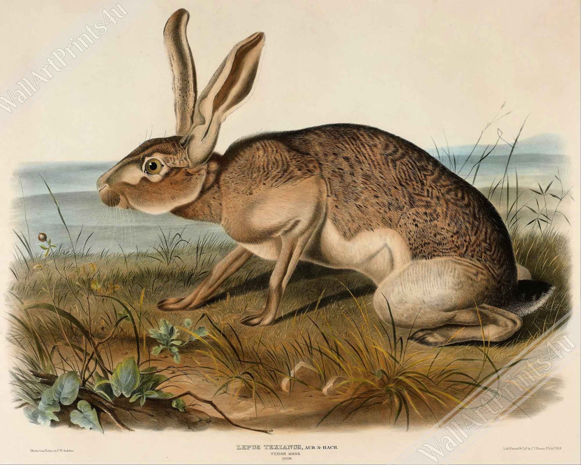 Vintage Hare Framed, John Audubon, Vintage Texian Hare Art - Vintage Hare Framed Print - WallArtPrints4U