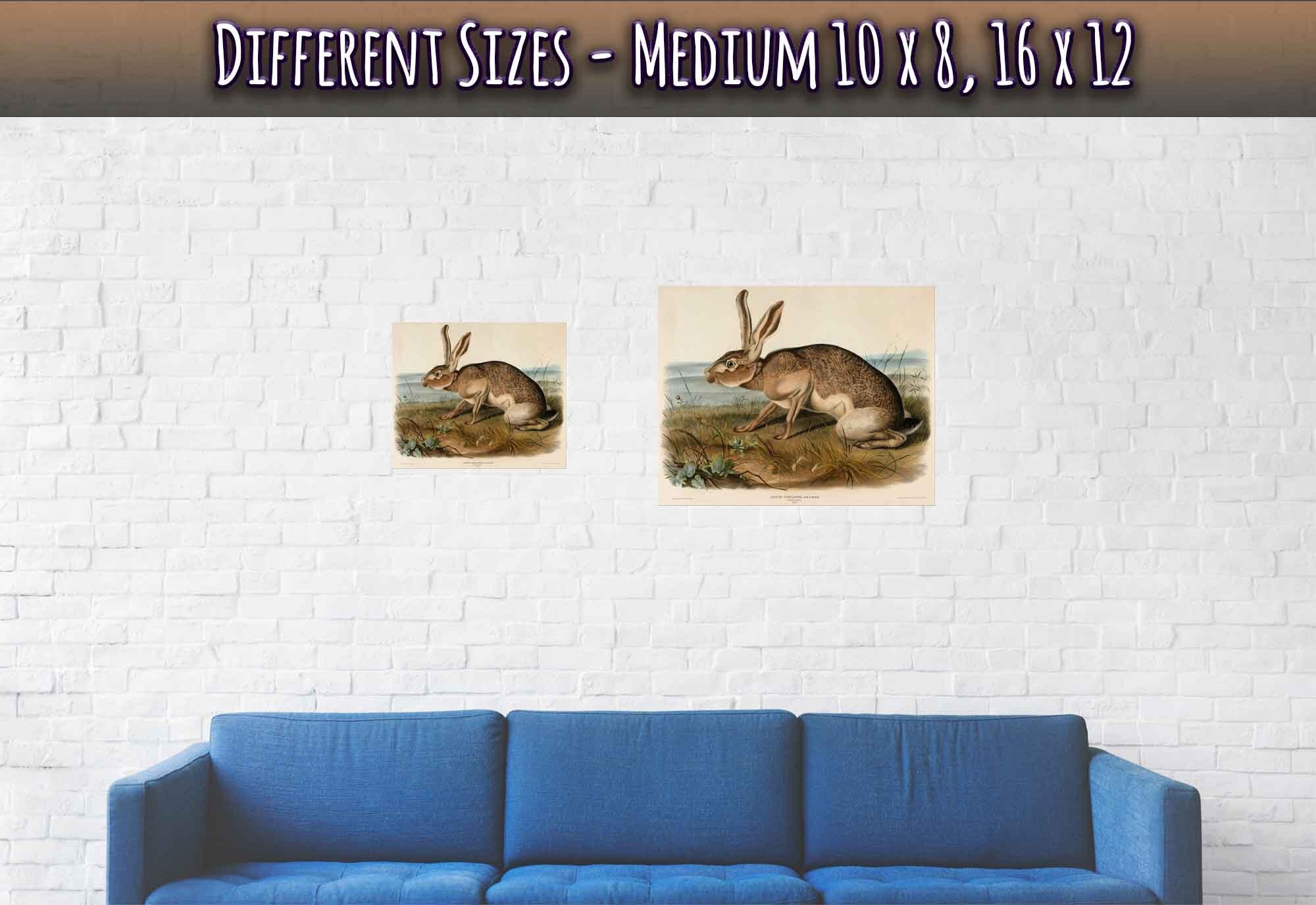 Vintage Hare Poster, John Audubon, Vintage Texian Hare Art - Vintage Hare Print - WallArtPrints4U