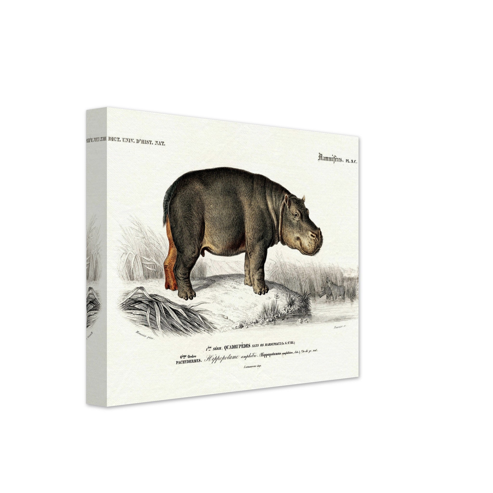 Vintage Hippo Canvas, Charles Dessalines, Vintage Hippo Art - Vintage Hippo Canvas Print - WallArtPrints4U